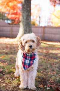 Looking to stud out my dog - Stud Dog Western Massachusetts - Breed