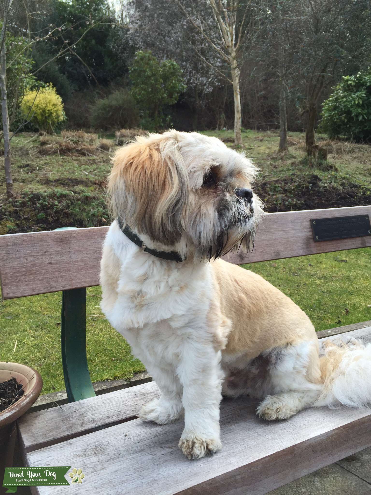 Light tan and White Shih Tzu Stud Dog in Newcastle upon Tyne England