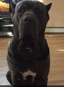 Stud Dog Looking To Breed Our Male Cane Corso Breed Your Dog