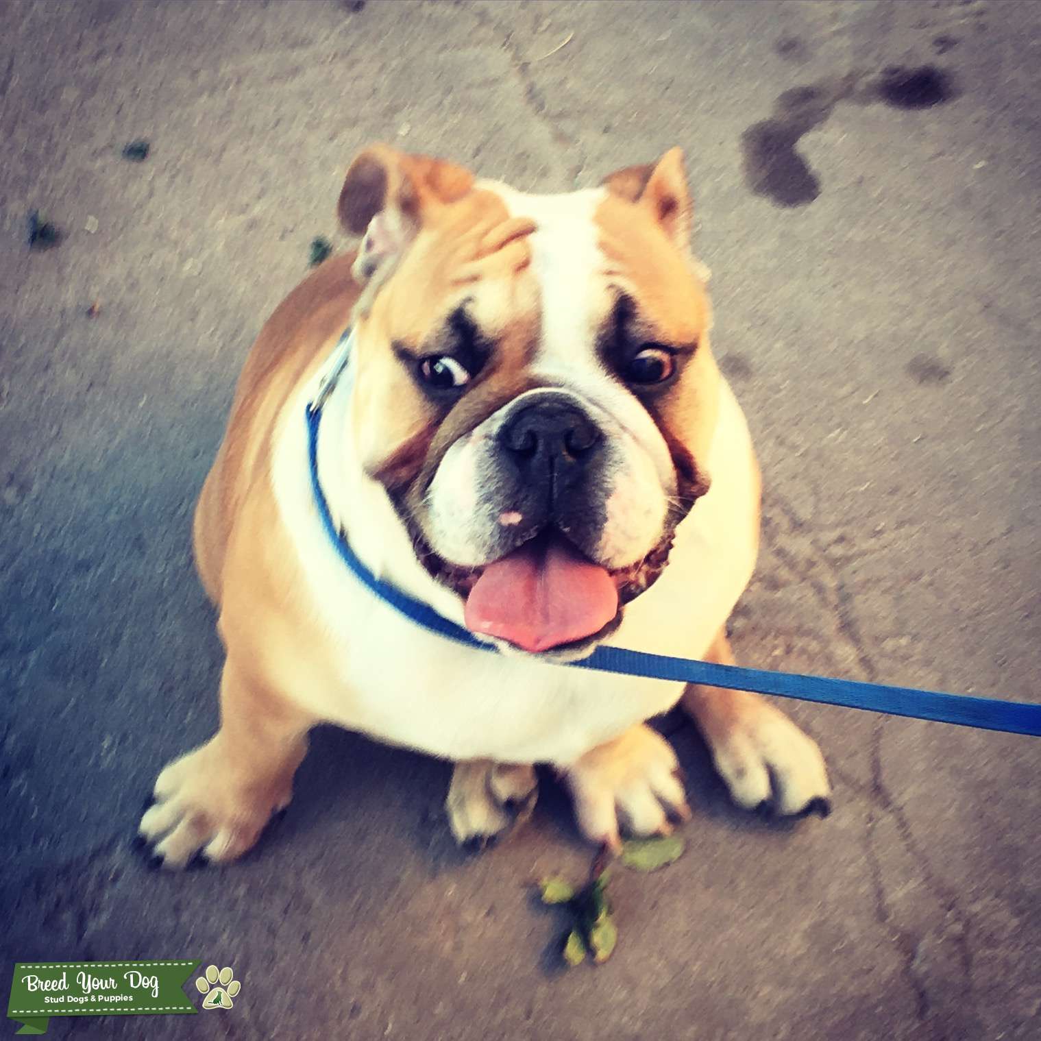 Stud Dog Pure English Bulldog Stud Breed Your Dog