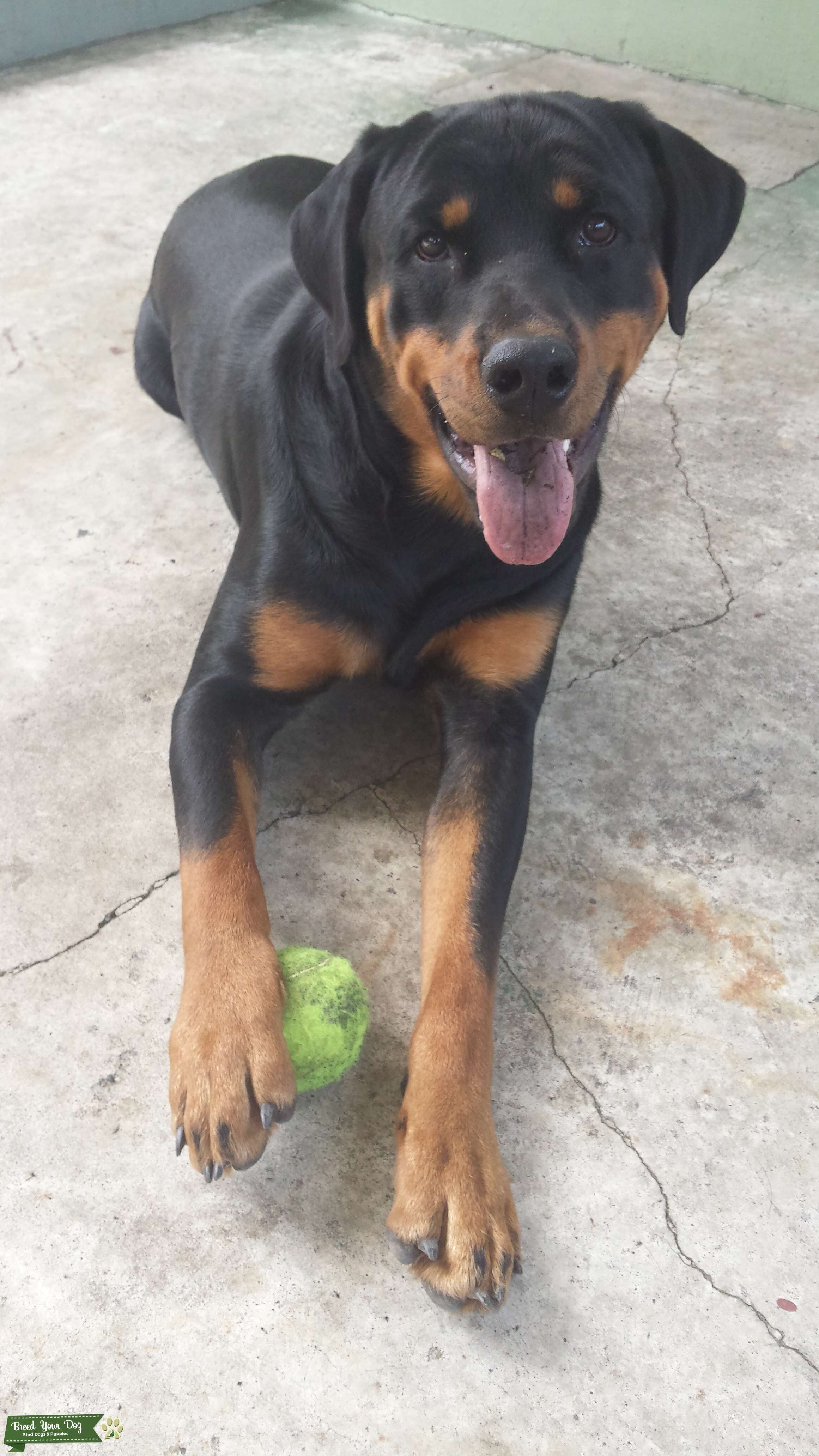 rottweiler stud Stud Dog in washington, the United States Breed