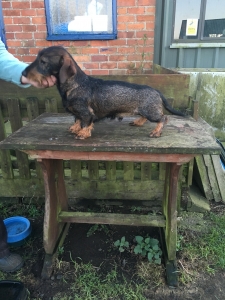 brindle wire haired dachshund