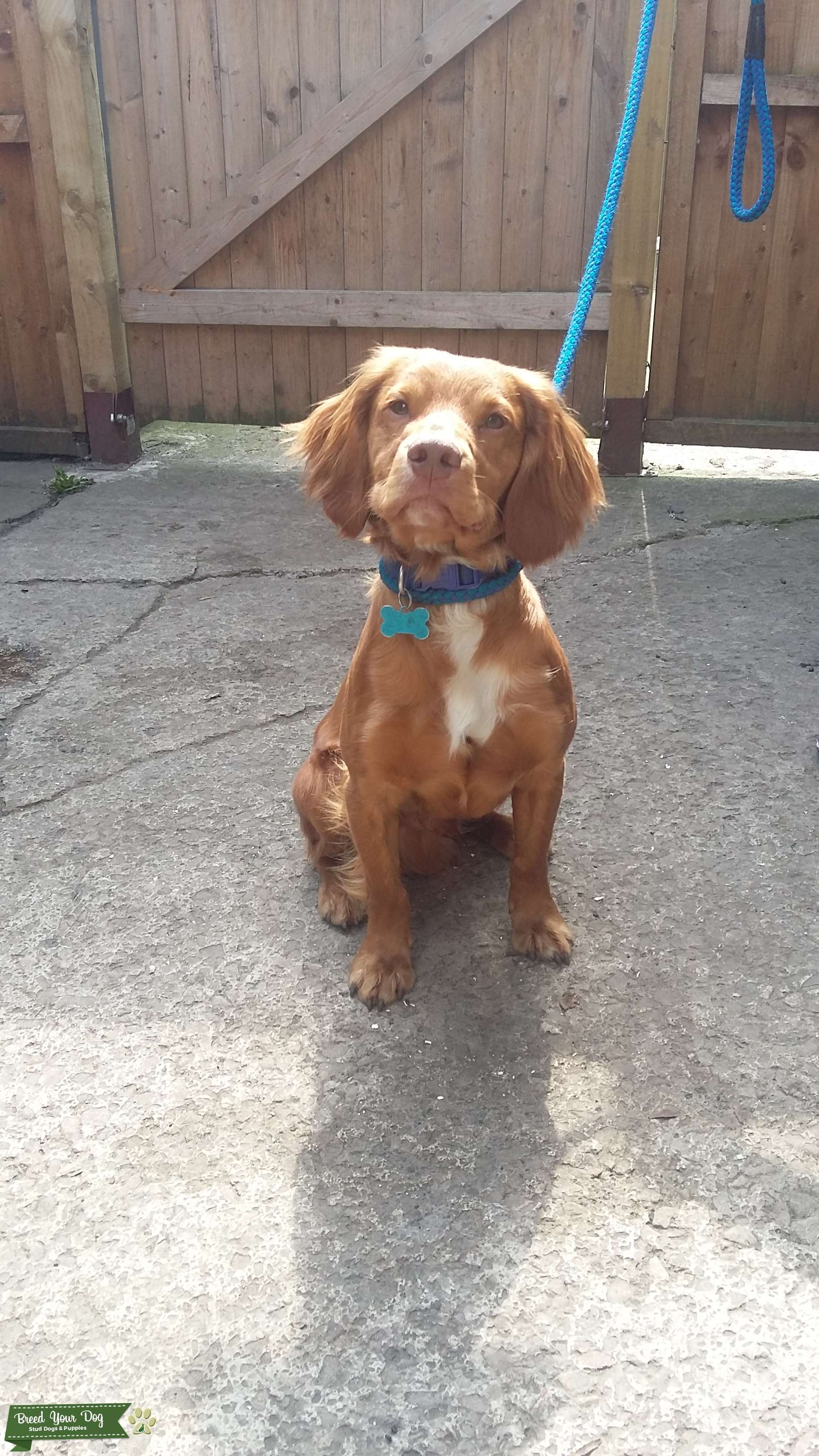 Stud Dog - Fox Red Cocker Spaniel 