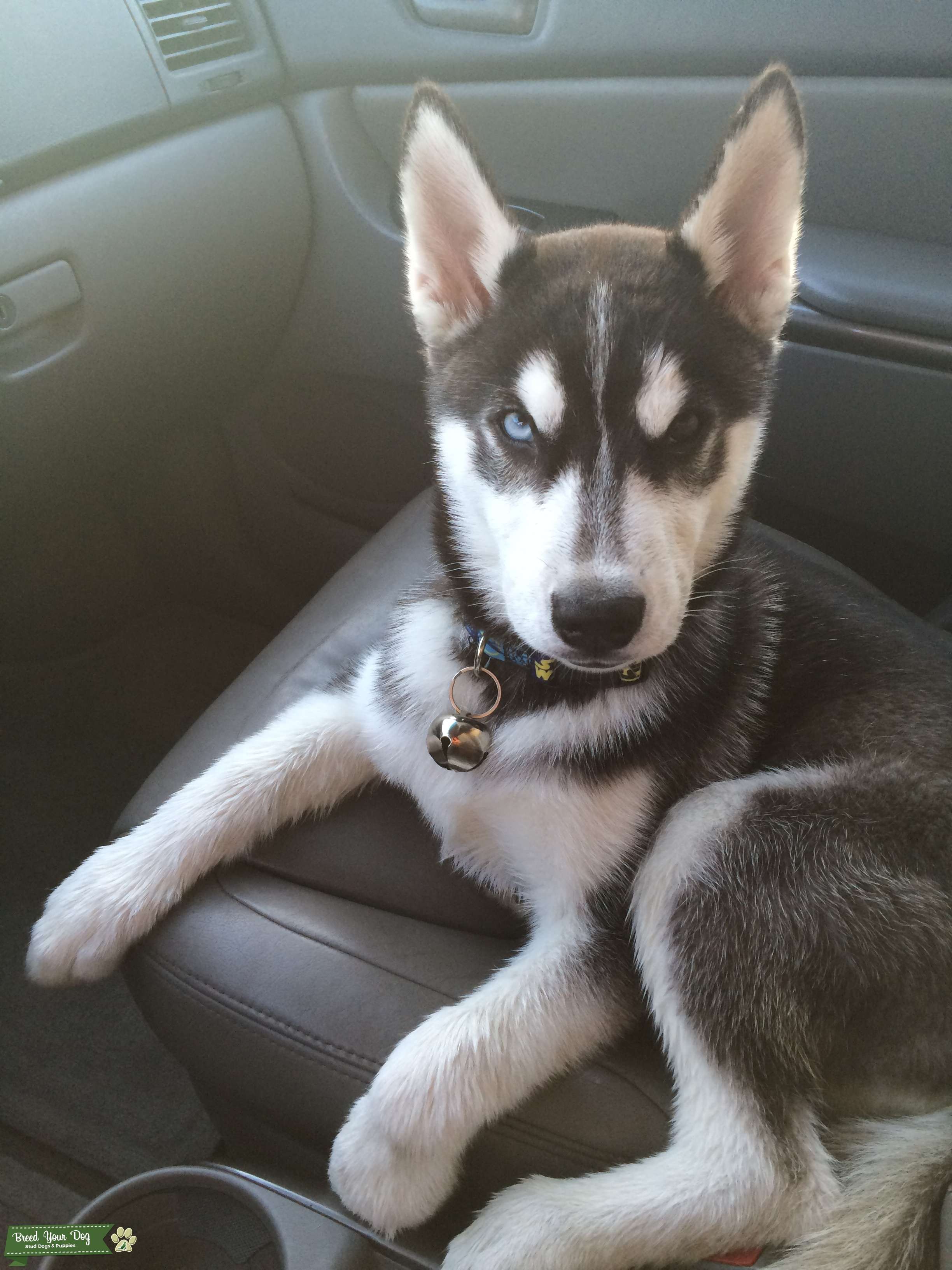 PUREBRED Siberian Husky Male Stud Dog in Southeast, the United States