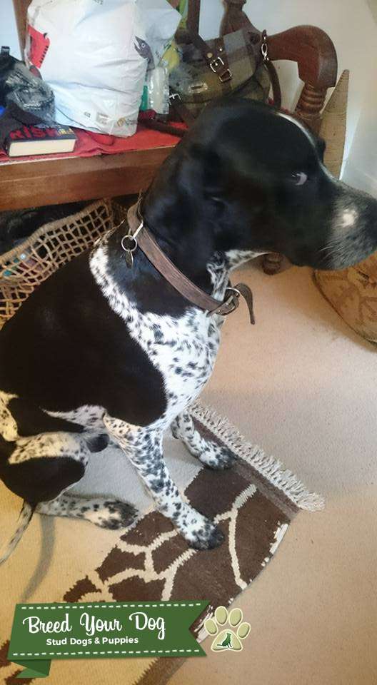 Pedigree English Pointer for Stud Stud Dog West Sussex Breed Your Dog