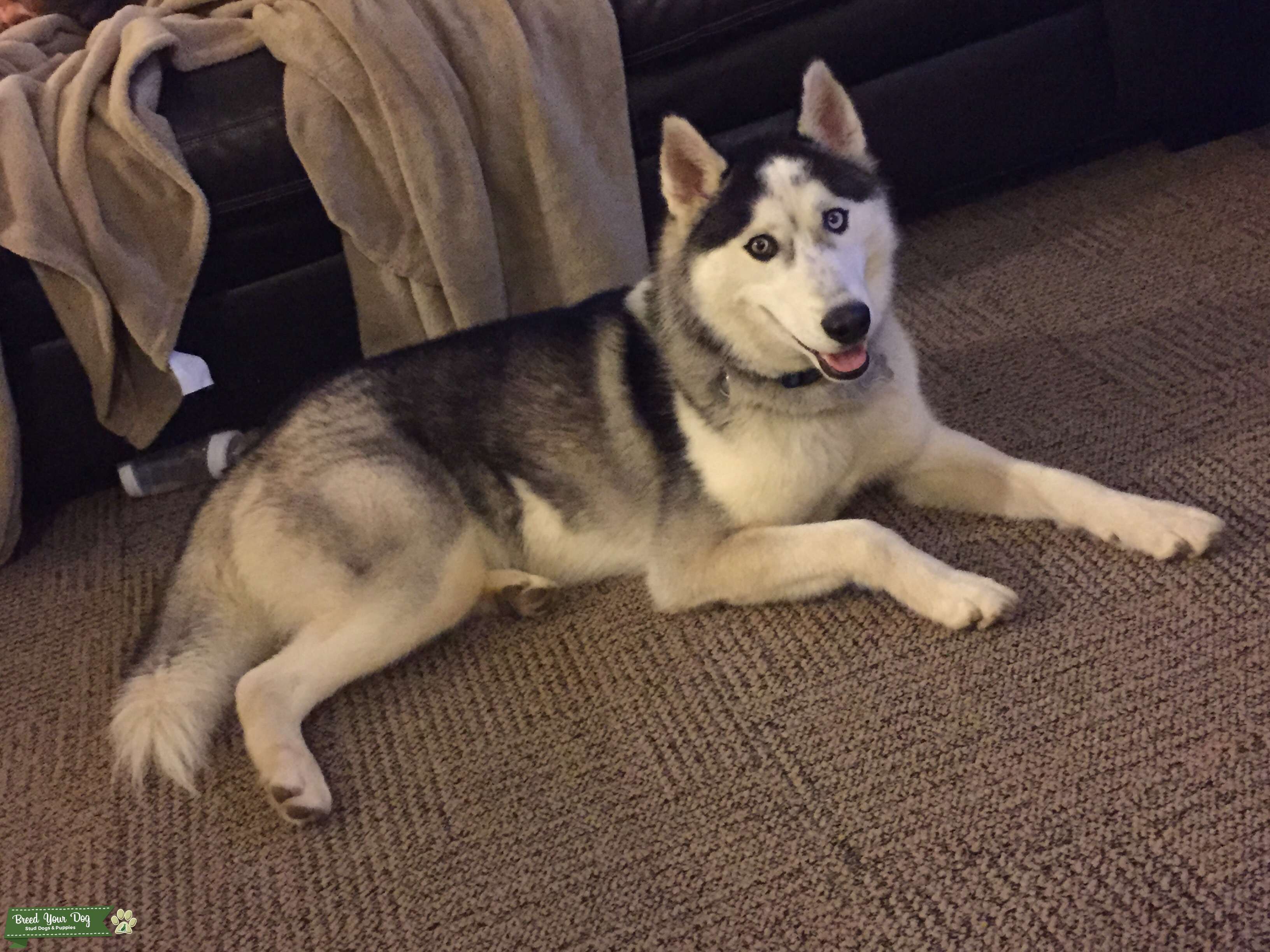 Looking for a Female Siberian Husky to Mate with Stud Dog in