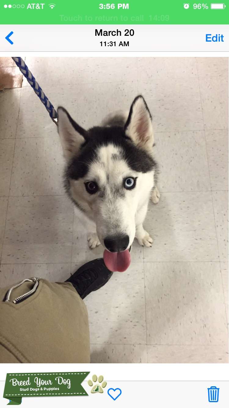 Looking for a Female Siberian Husky to Mate with Stud Dog in