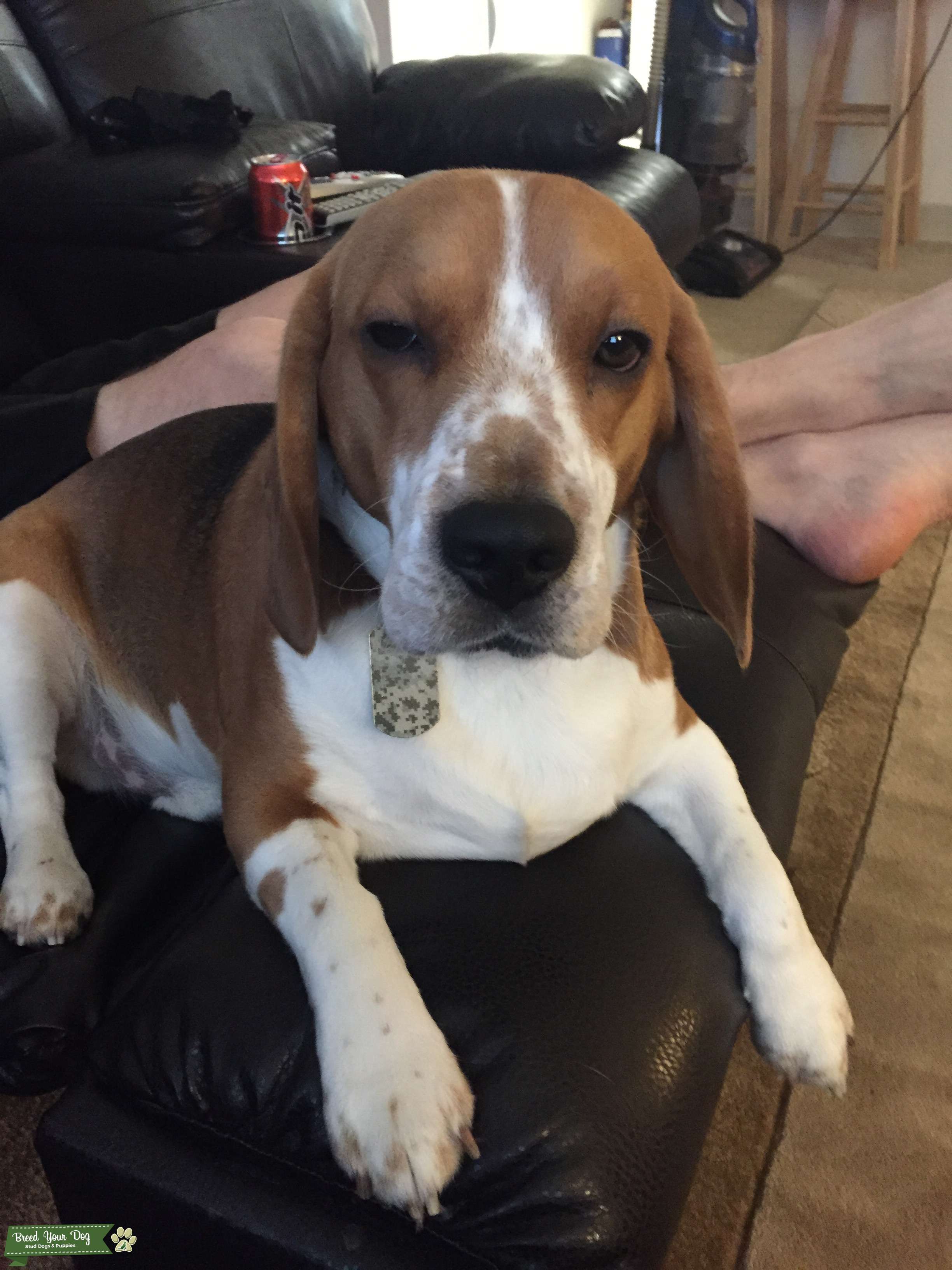 Beagle stud Stud Dog in Colorado Springs , the United States Breed