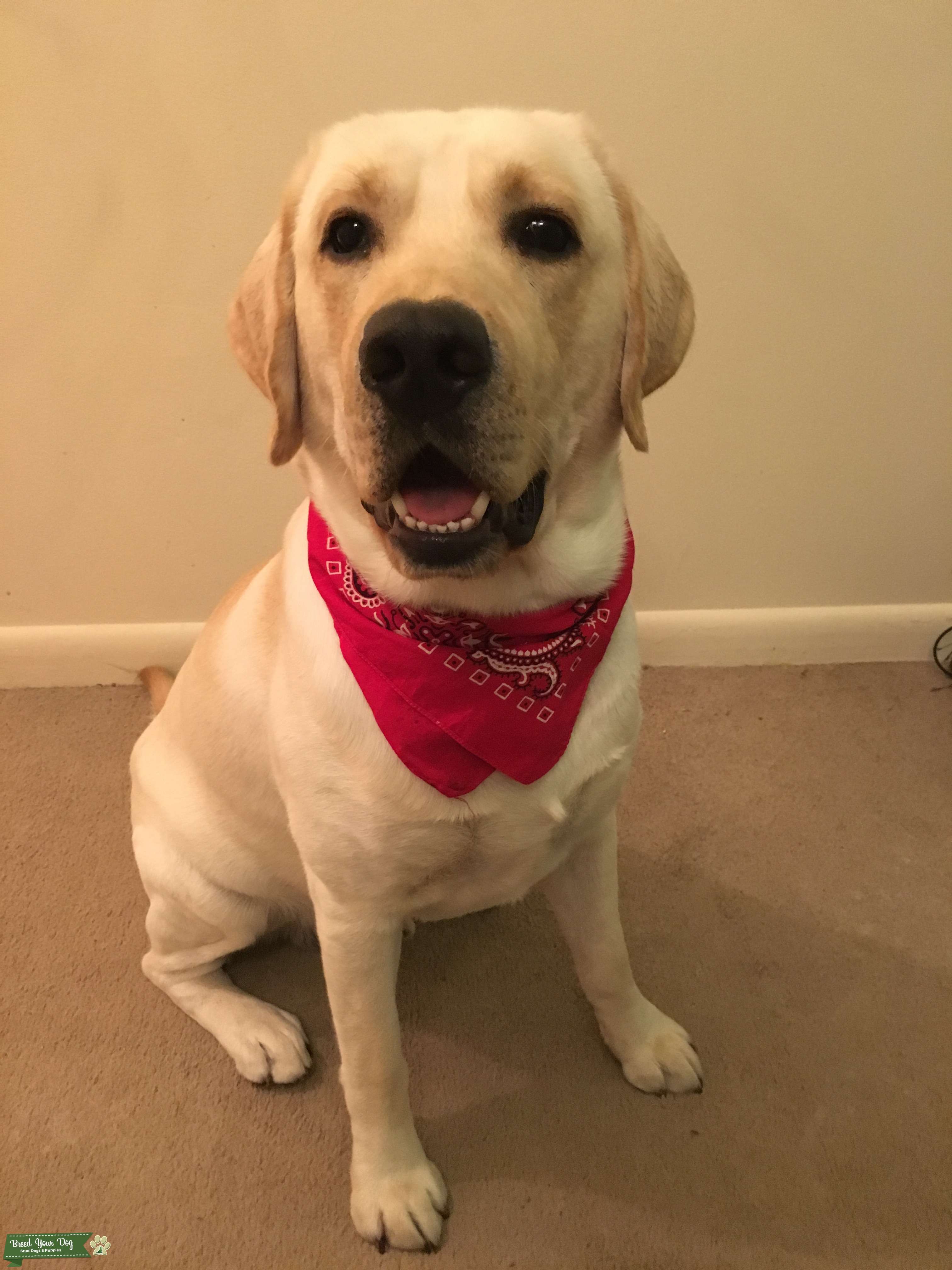 Pure Bred Male Labrador Retriever Stud Dog in South Florida, United States Breed Your Dog