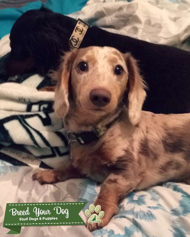 Stud for breeding asap Stud Dog in Michigan, United States Breed Your Dog