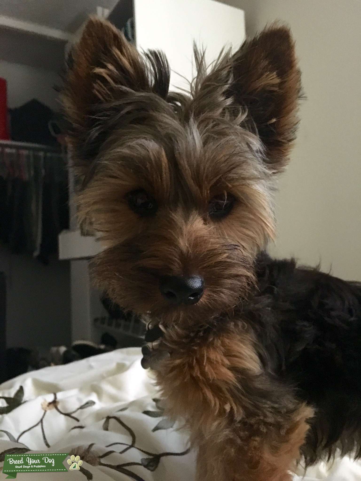 AKC Certified Male Yorkie Stud Dog in California , the United States