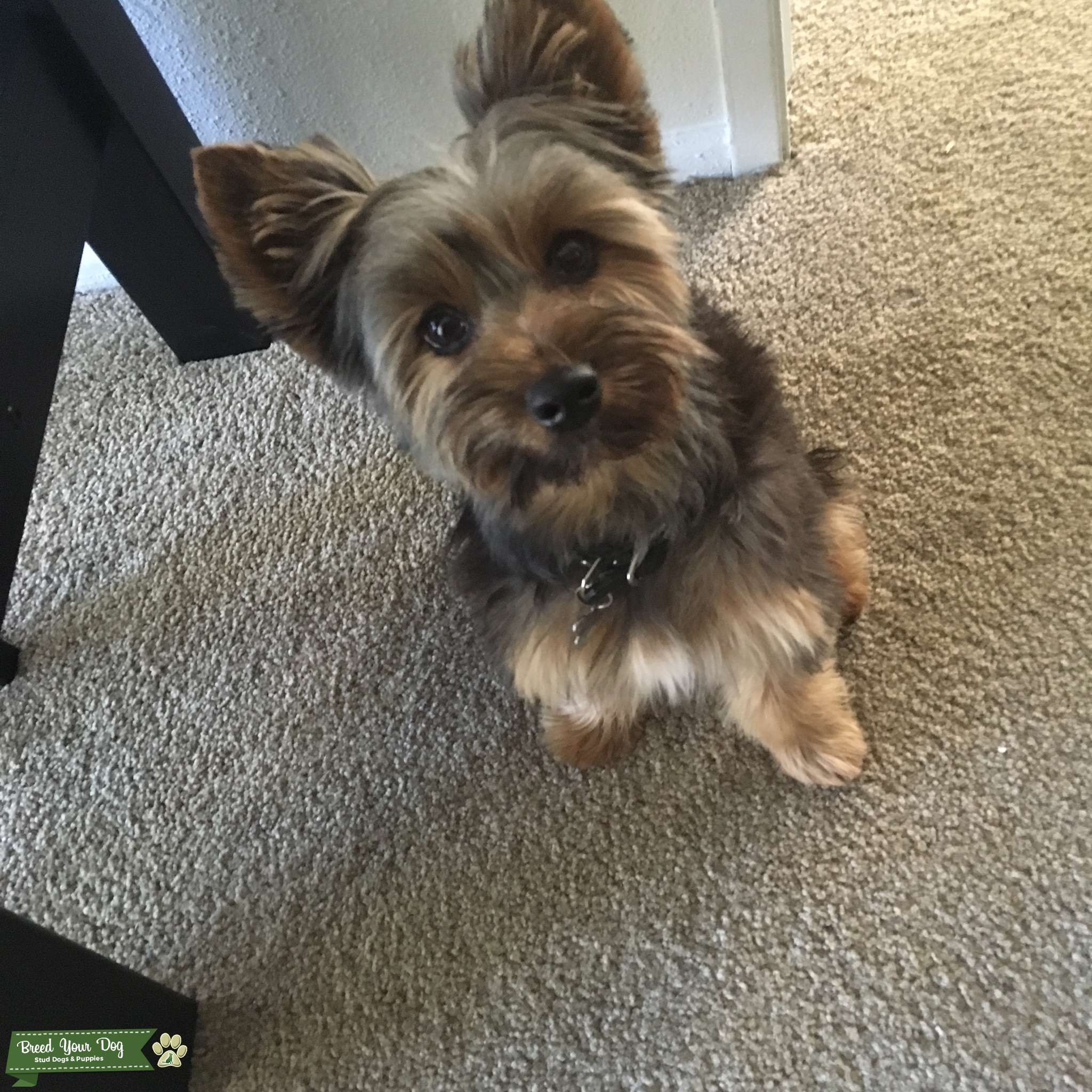 AKC Certified Male Yorkie Stud Dog California Breed Your Dog