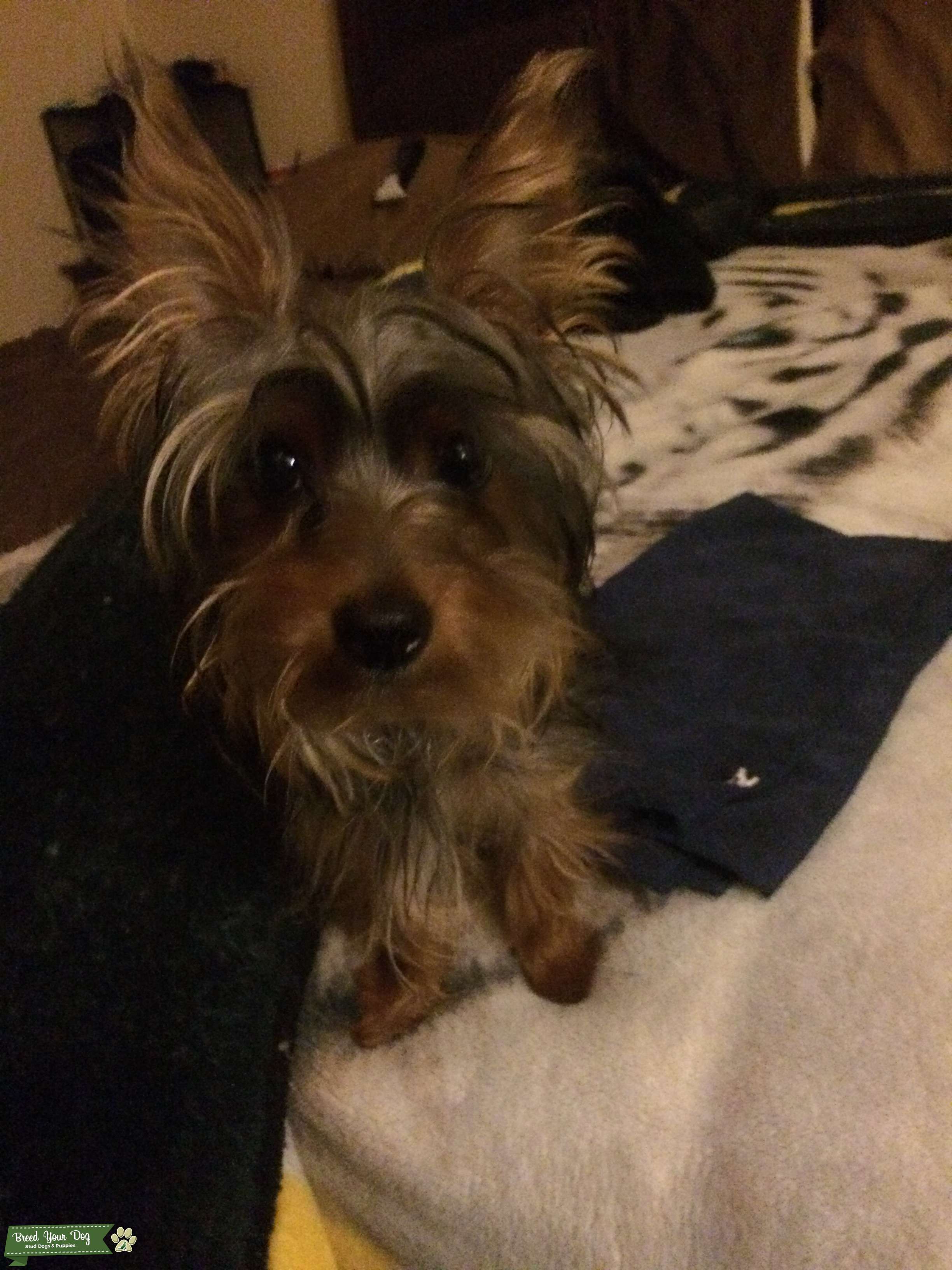 Stud Yorkie male ready to breed Stud Dog in San Bernardino , the