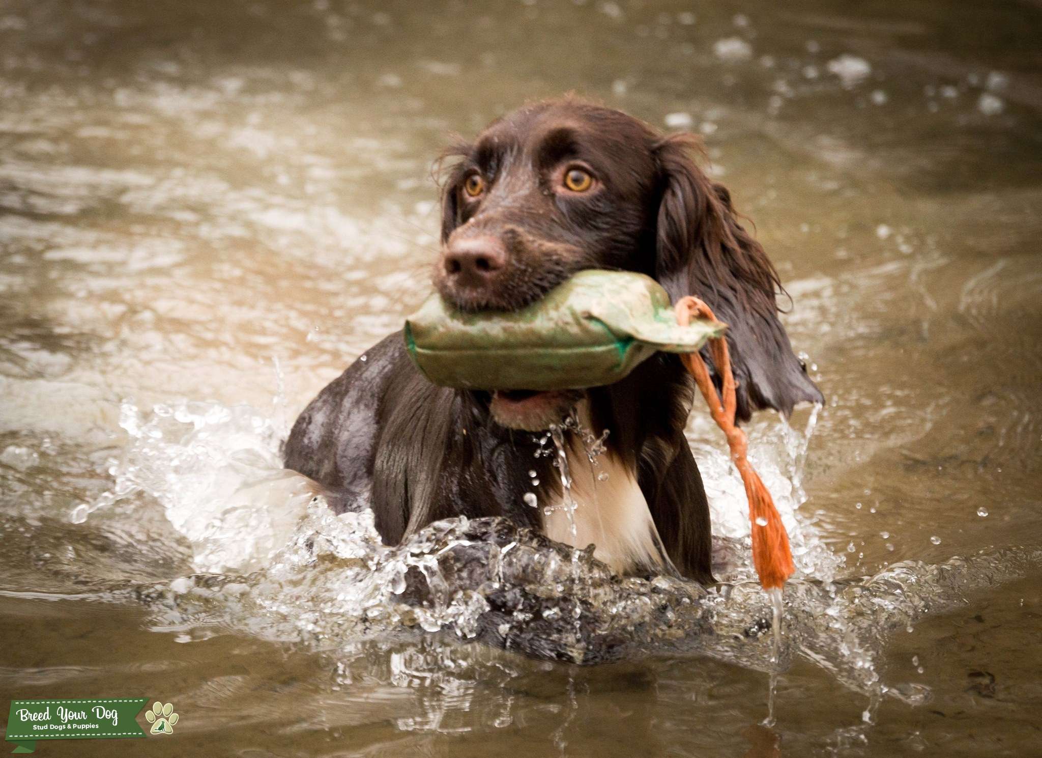 KC Reg Working Cocker Health tested Stud Dog in North Wesy, United