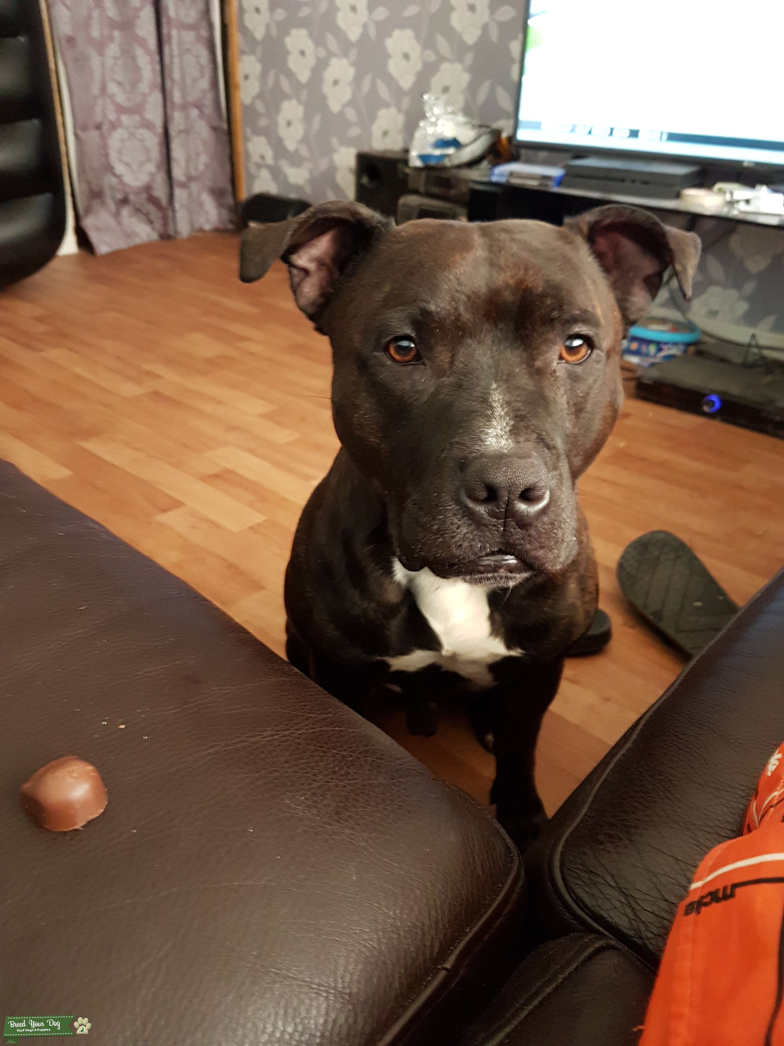 Stud Dog - Staff - Breed Your Dog