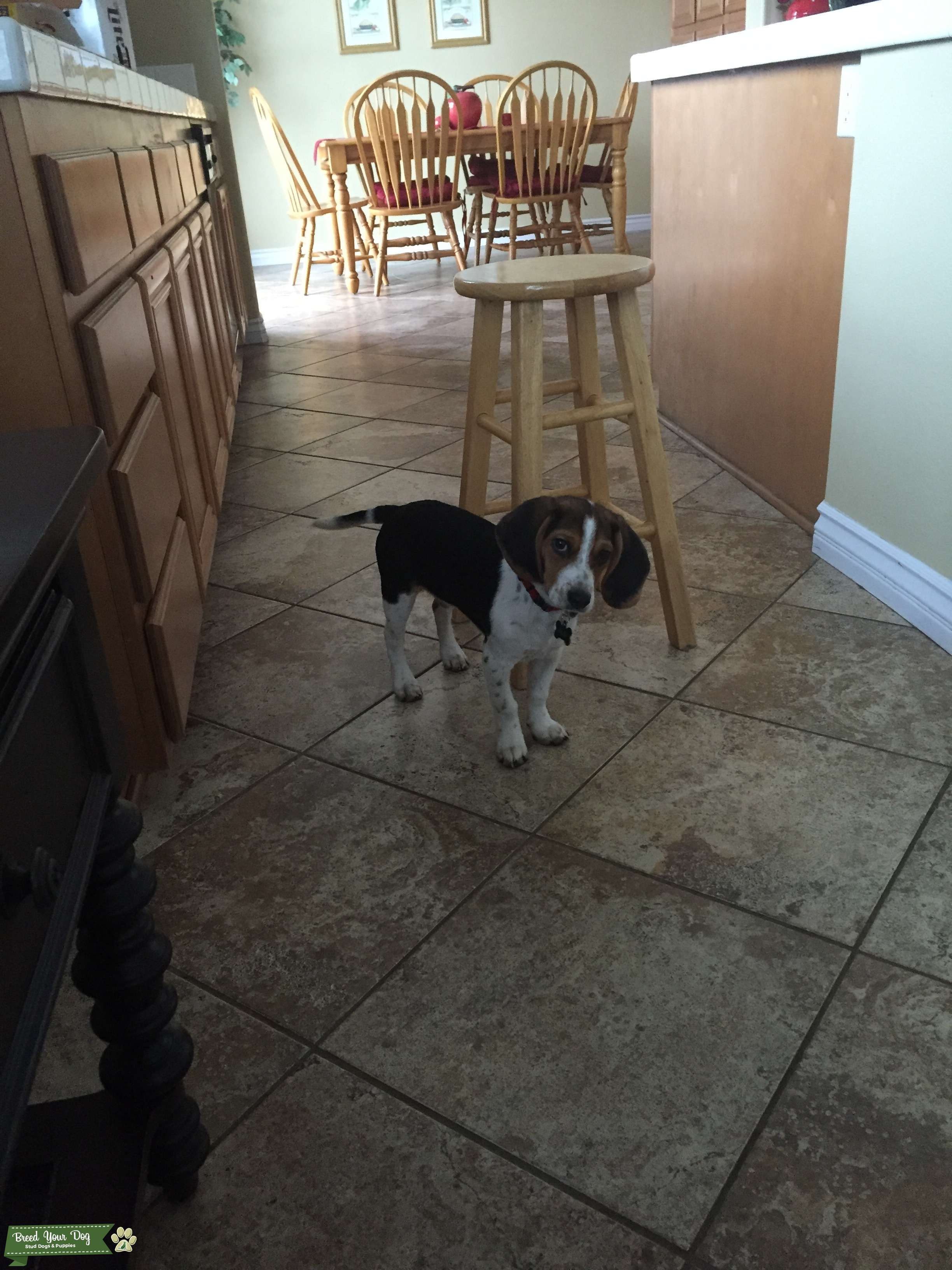 AKC Beagle male for stud services Stud Dog in Riverside, the United