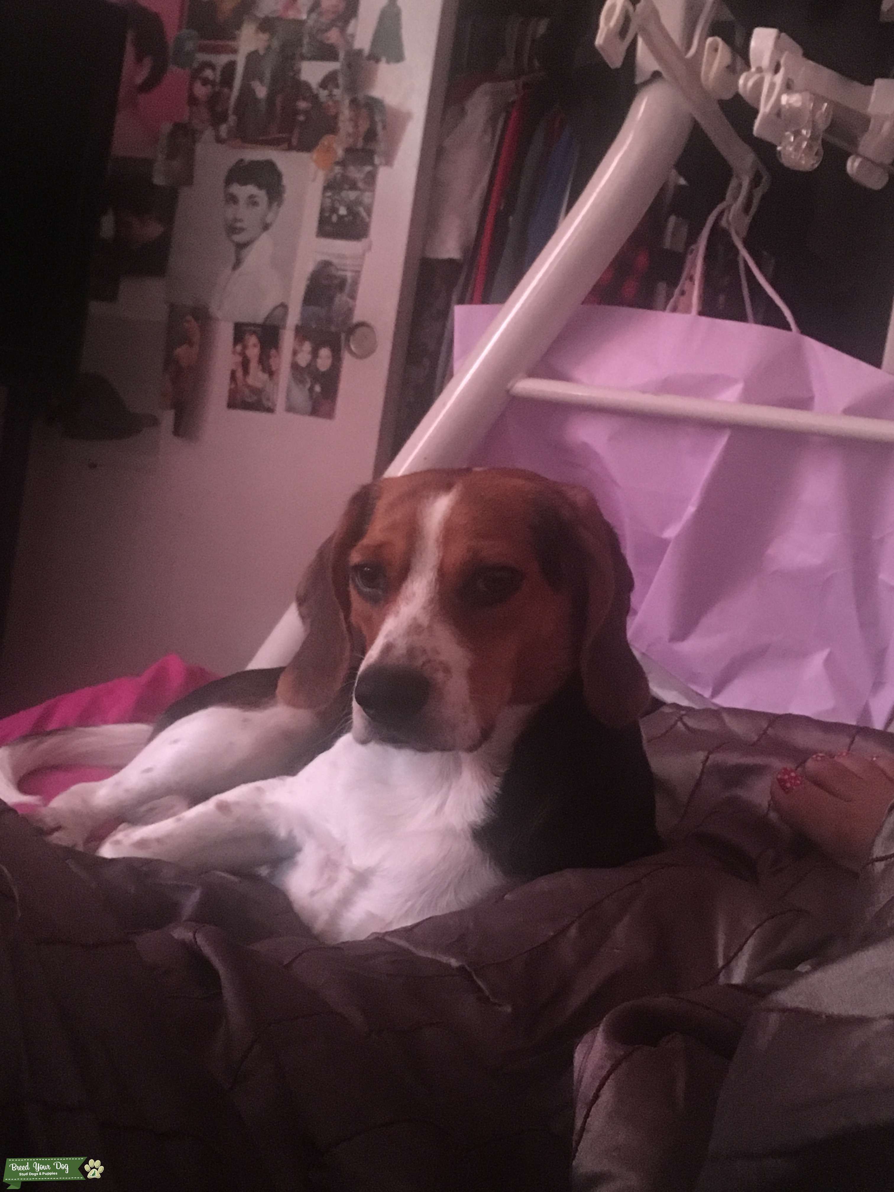 AKC Beagle male for stud services Stud Dog in Riverside, the United