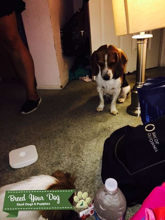 AKC Beagle male for stud services Stud Dog in Riverside, the United