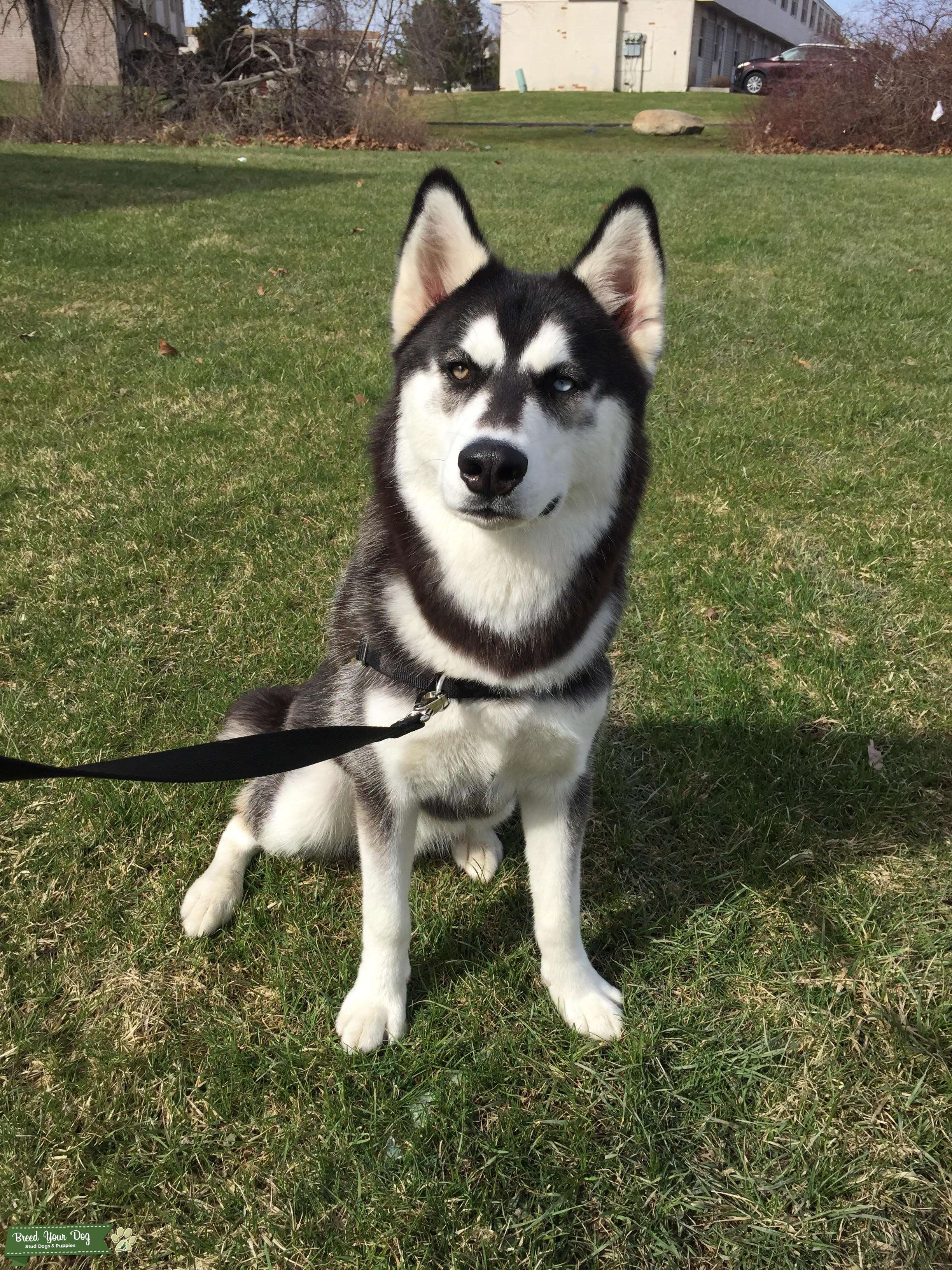 Siberian Husky Stud Dog in NY, United States Breed Your Dog