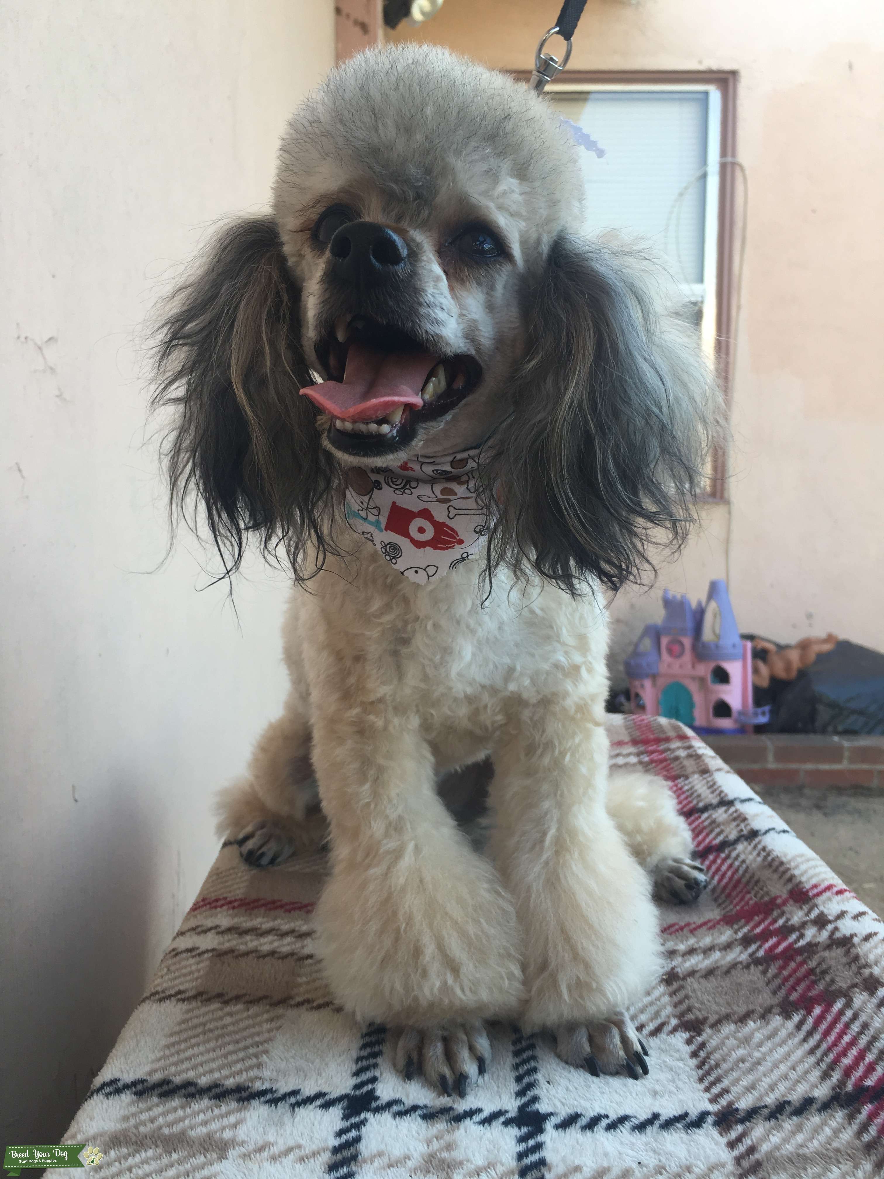 Stud Dog - Toy Poodle Stud - Breed Your Dog