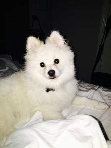 ckc pomeranian