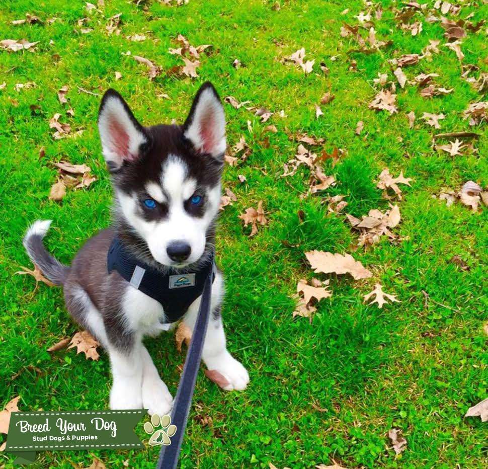 Black and White Siberian Husky Stud Dog in Lexington, Kentucky OR