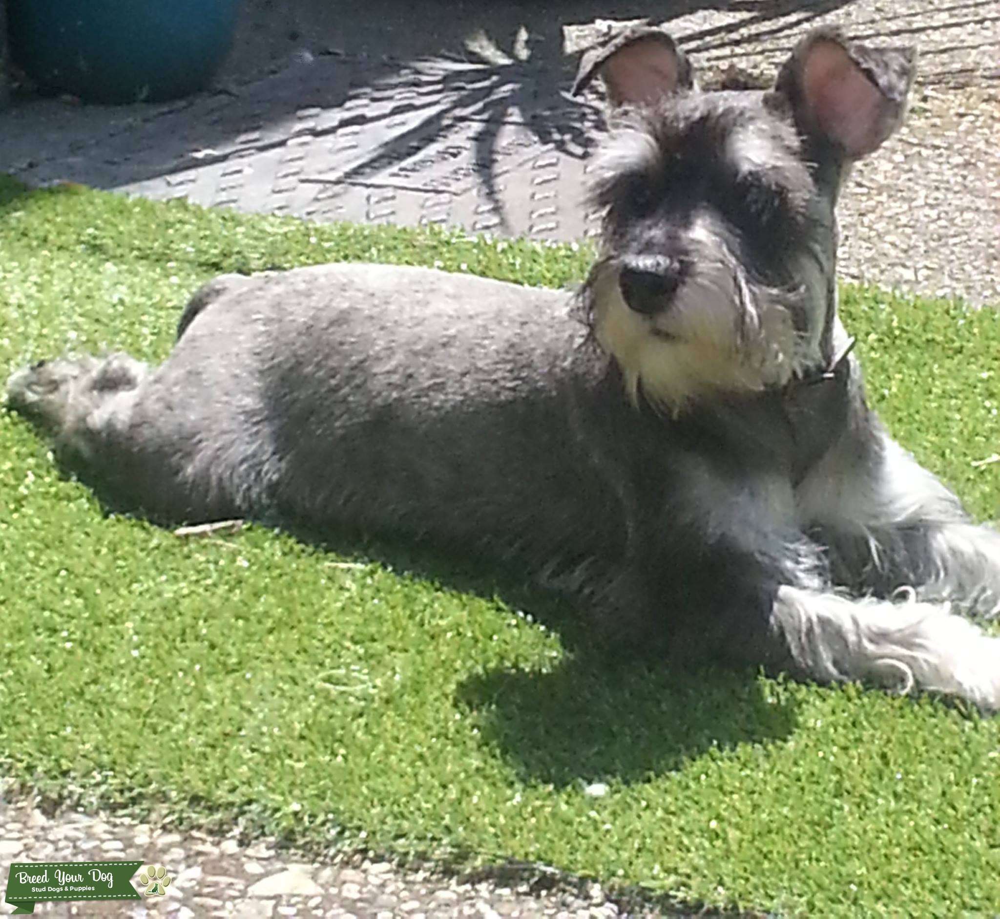 For Stud, Salt and Pepper Miniature Schnauzer - Stud Dog in Essex