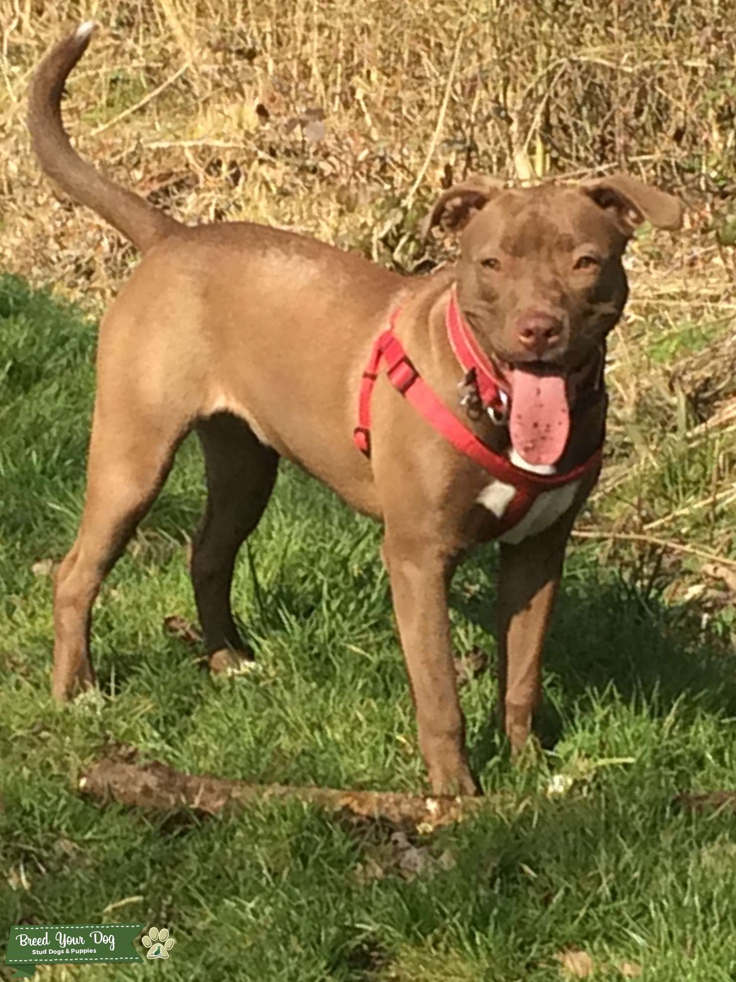 **bitch** Queen,Blue fawn Staffy Stud Dog in Buckinghamshire Milton