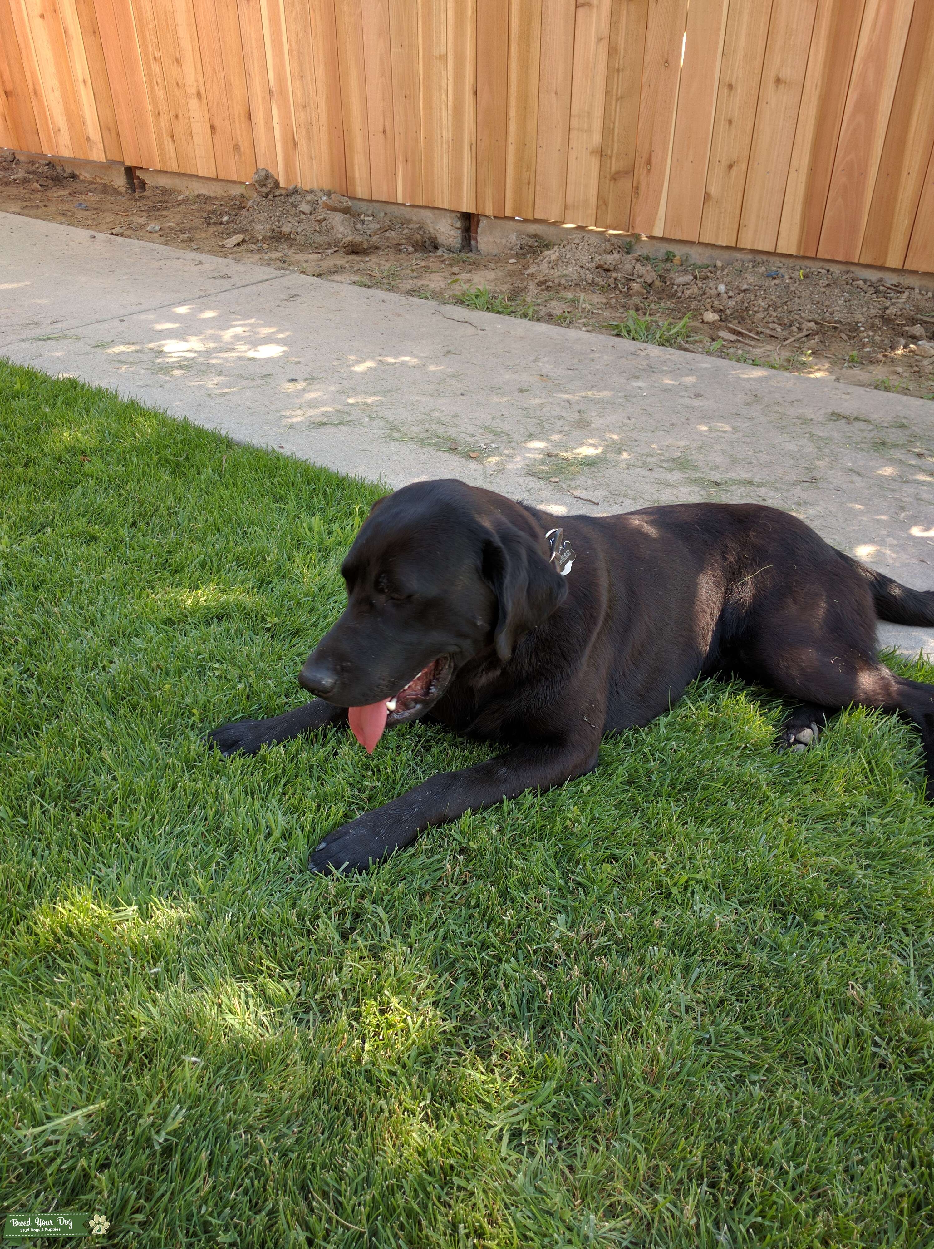 AKC Black Lab Stud Dog in Colorado, the United States Breed Your Dog