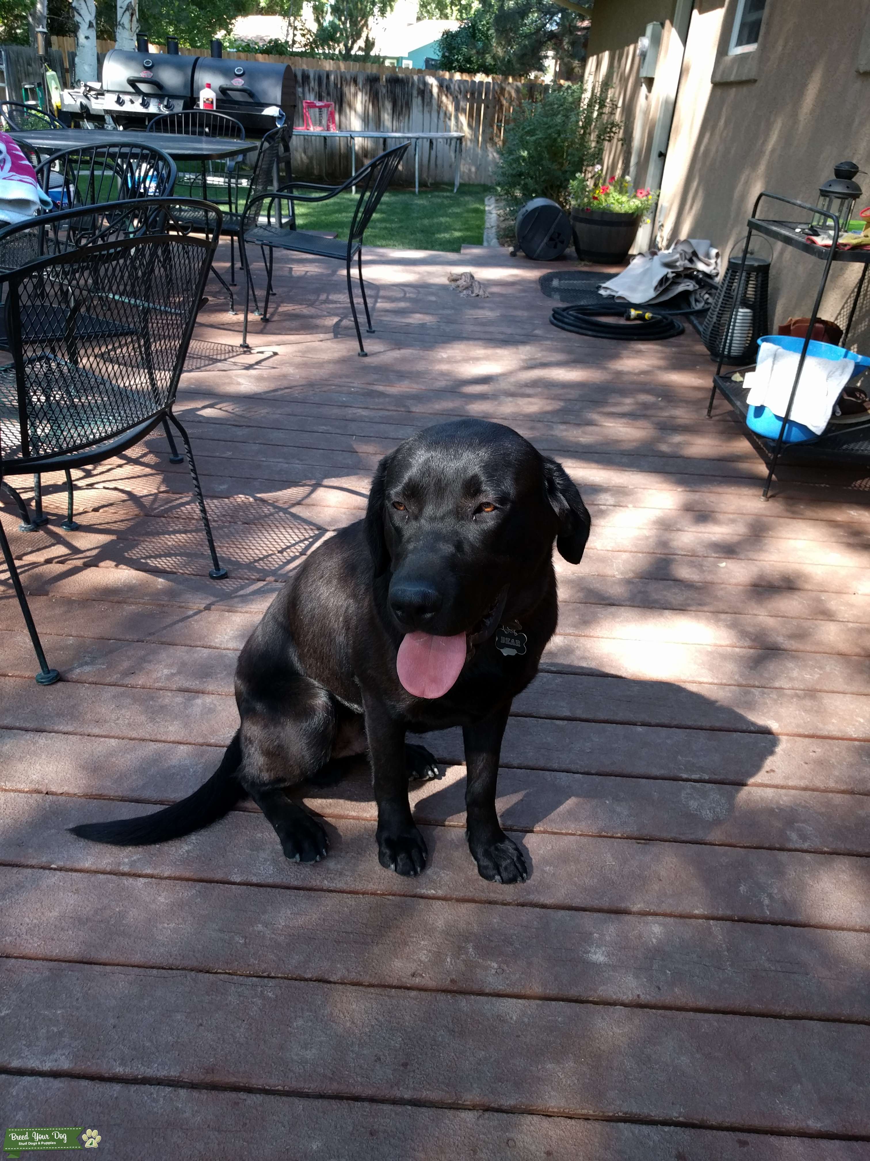 AKC Black Lab Stud Dog in Colorado, the United States Breed Your Dog