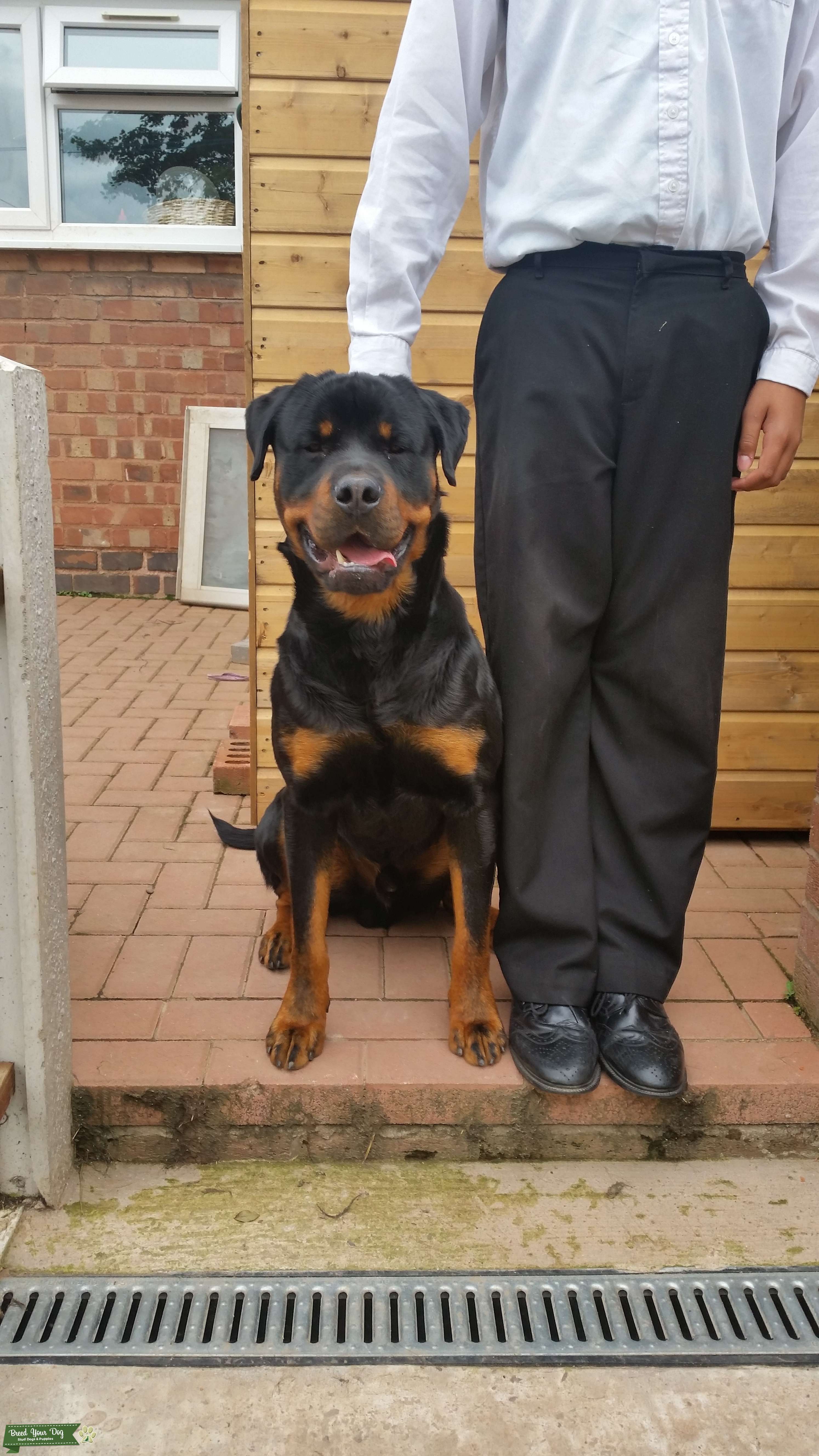 kc registered rottweiler