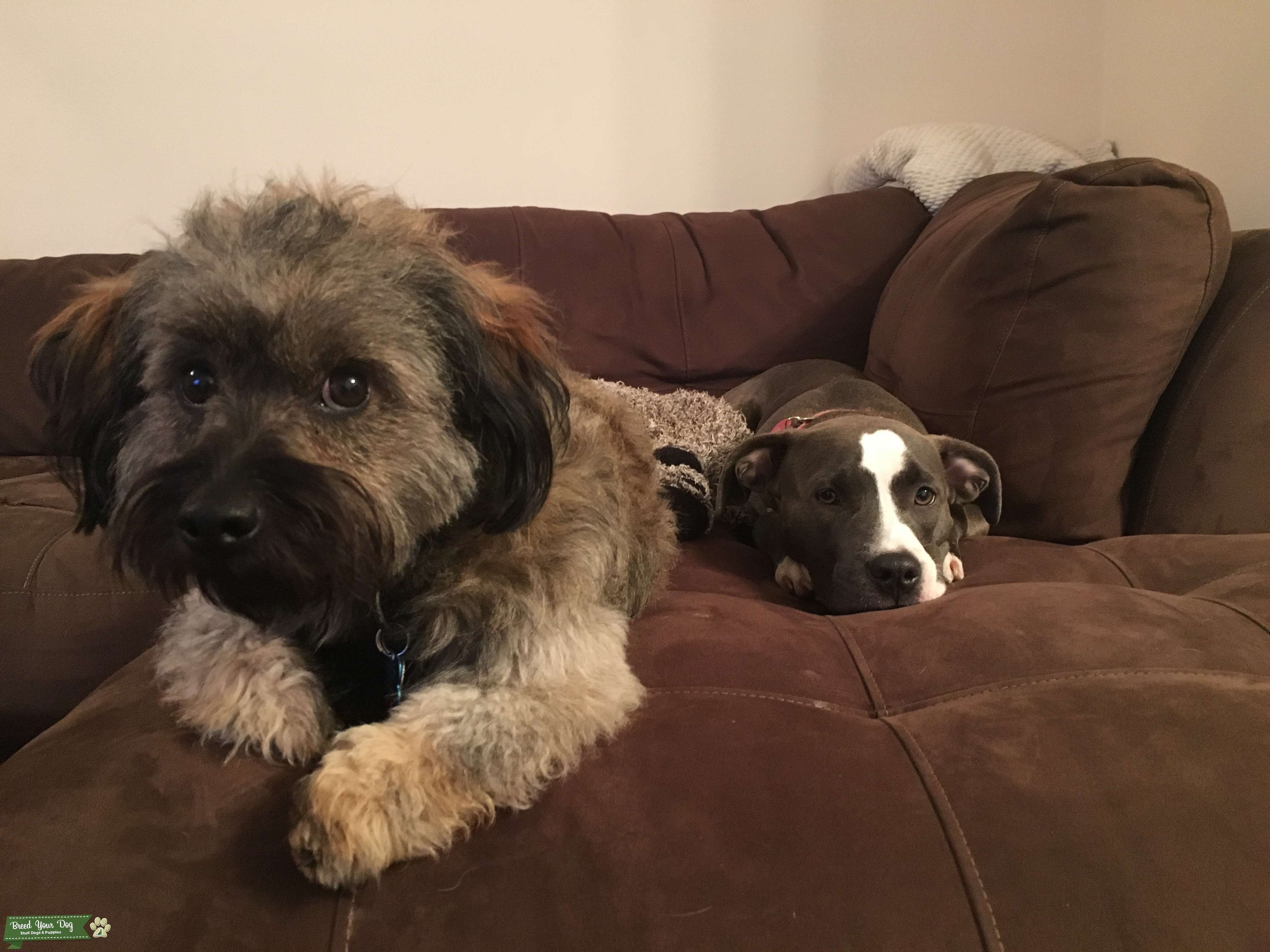 Mixed breed Stud Dog in Suffolk County, the United States Breed Your Dog