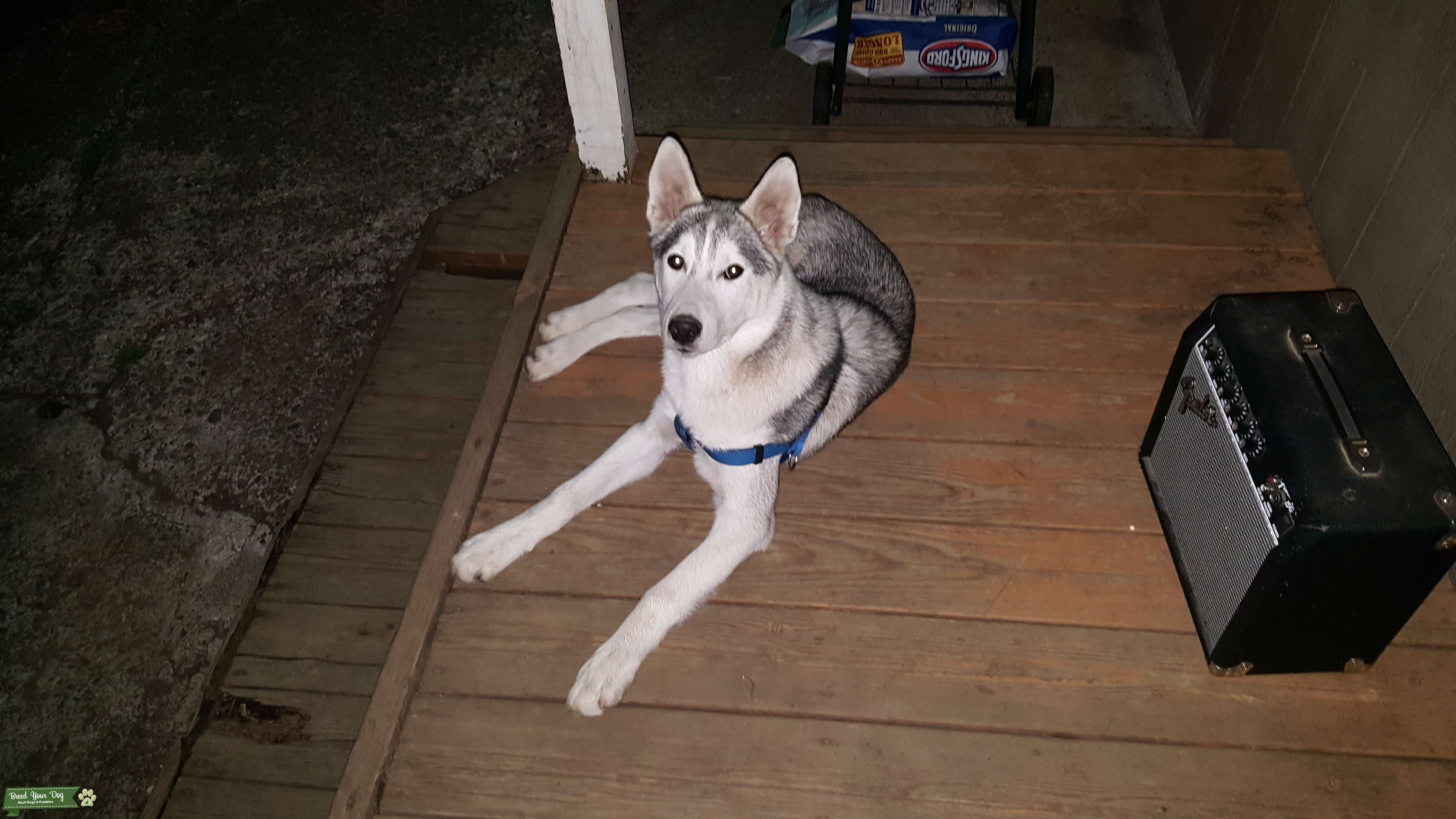 Siberian husky stud Stud Dog in Oregon, the United States Breed
