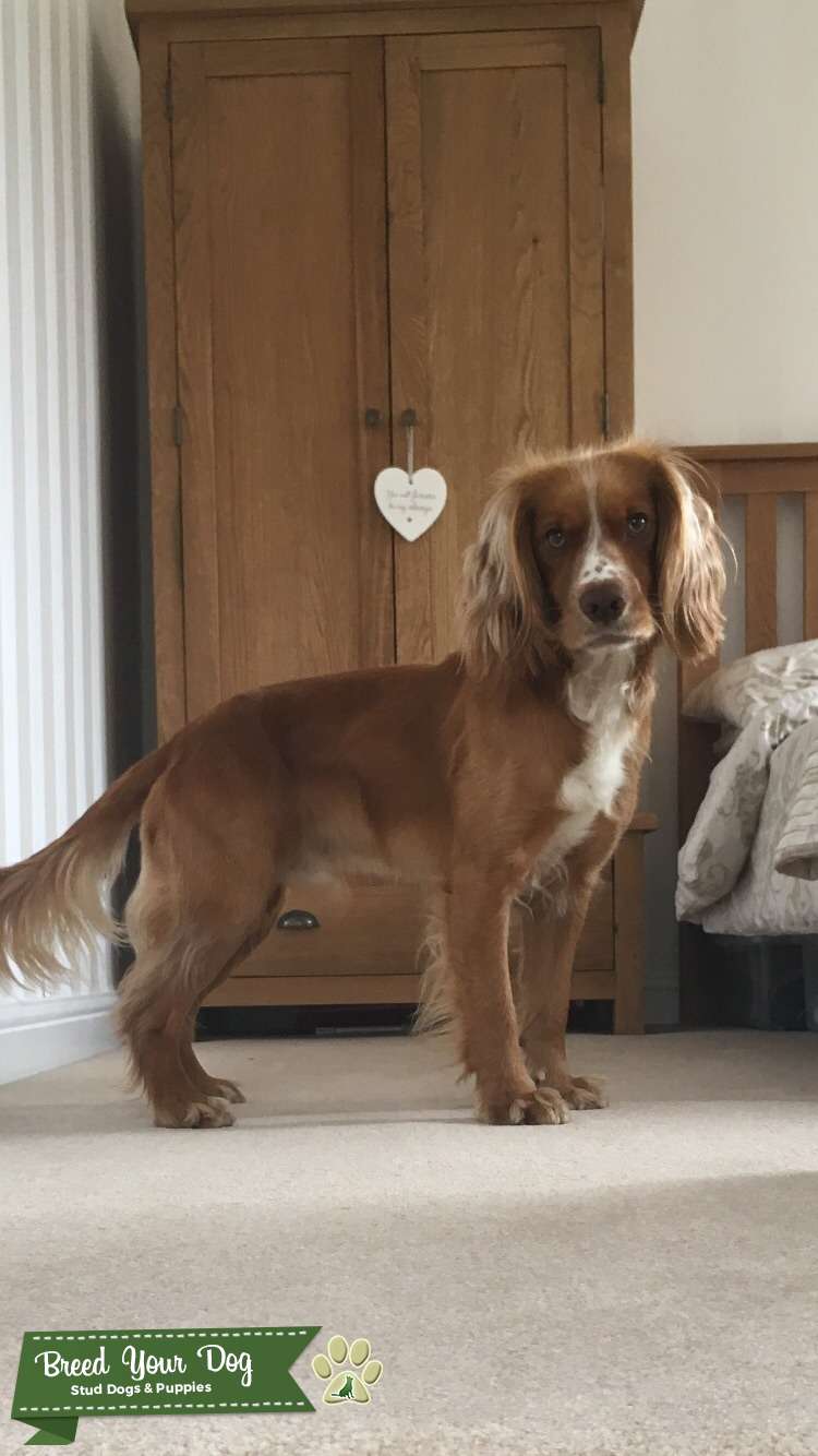 Cocker spaniel for stud Stud Dog in Devon, the United States Breed