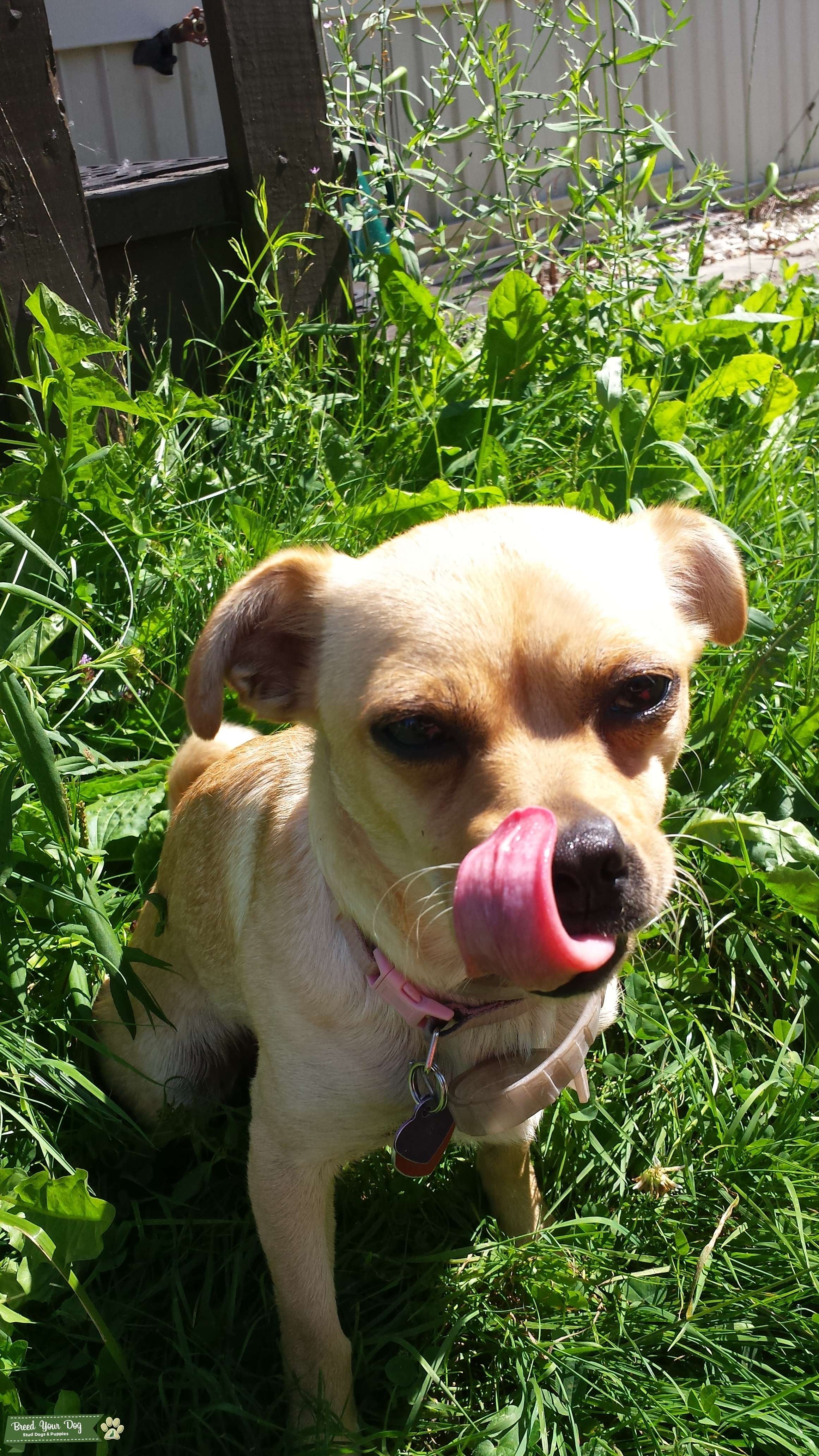 2 year old dog in heat. Stud Dog in Syracuse , the United States