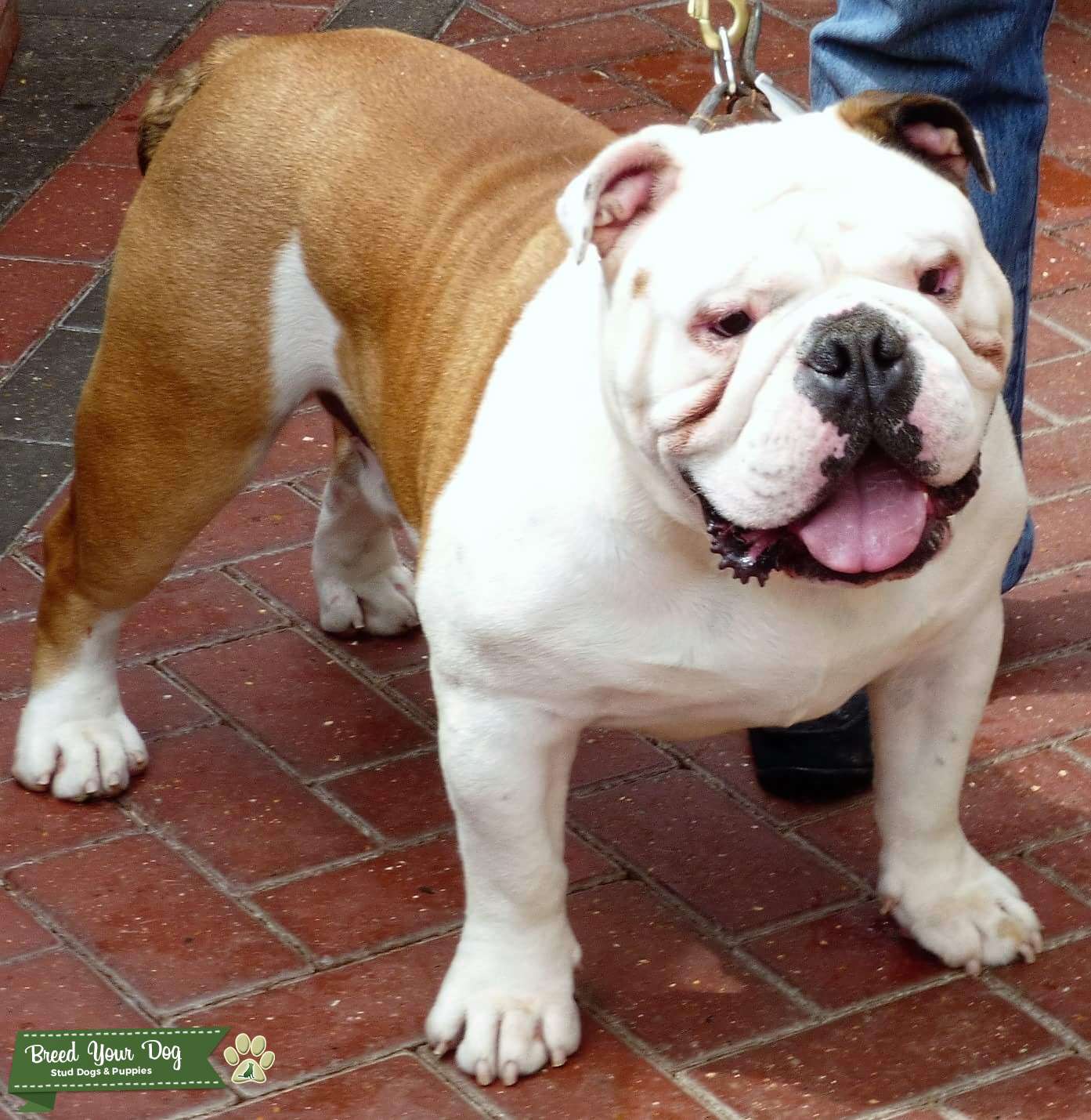 Stud Dog BRITISH BULLDOG FOR STUD Breed Your Dog