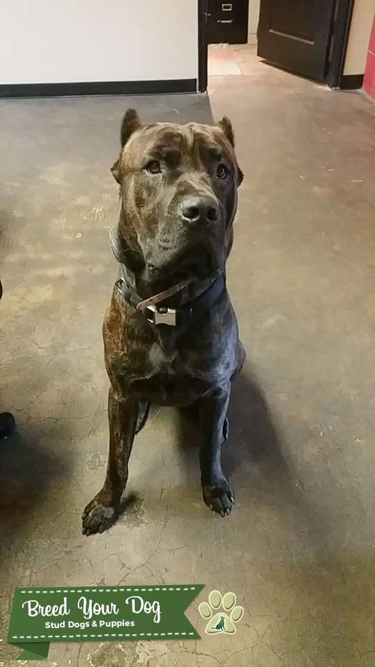 Cane Corso available for Stud Stud Dog in Utah County, the United