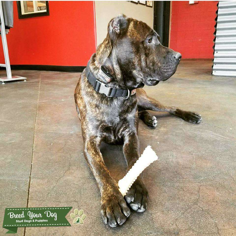 Cane Corso available for Stud Stud Dog in Utah County, the United
