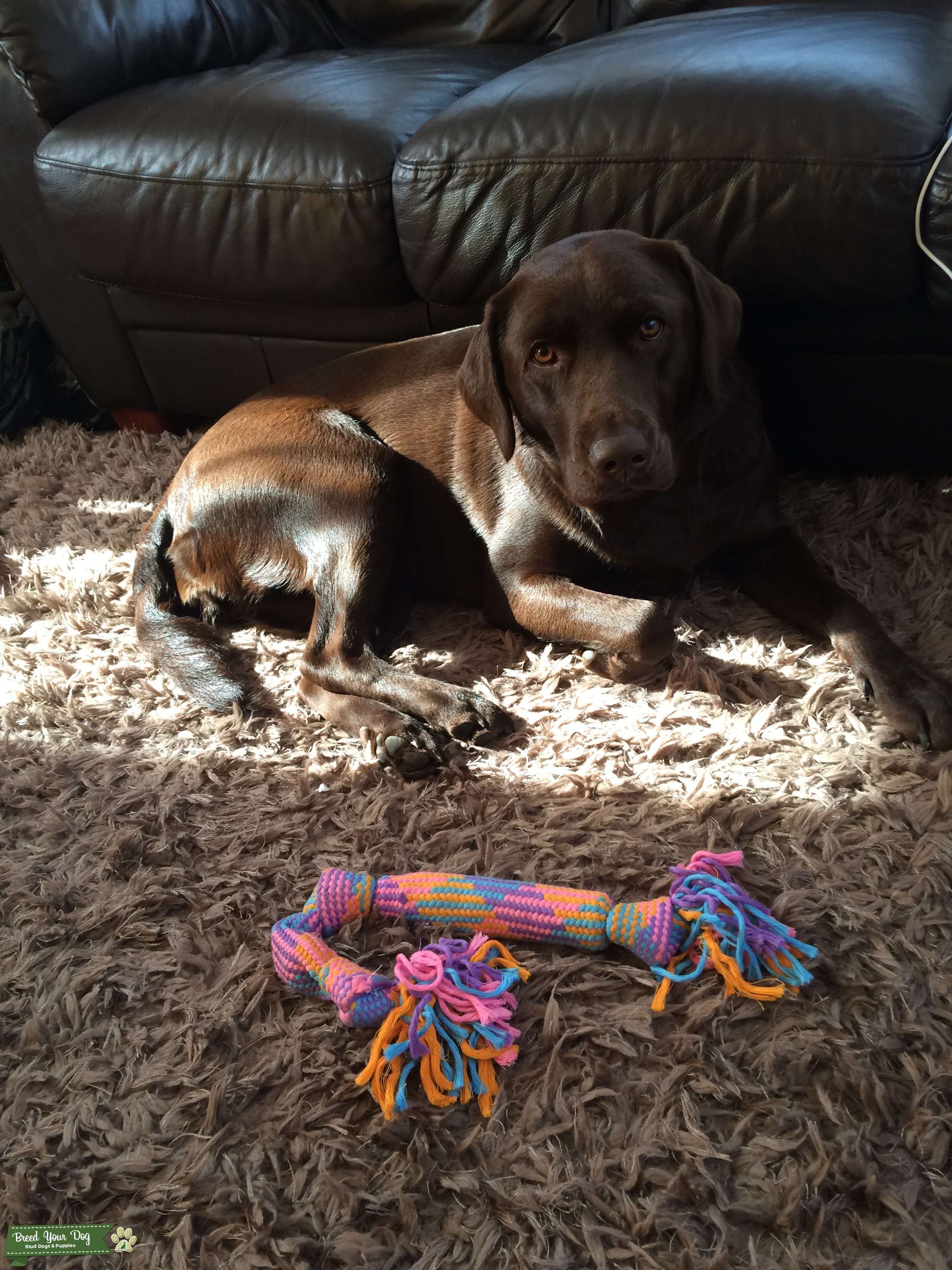 My female chocolate labrador looking for a male labrador Stud Dog in