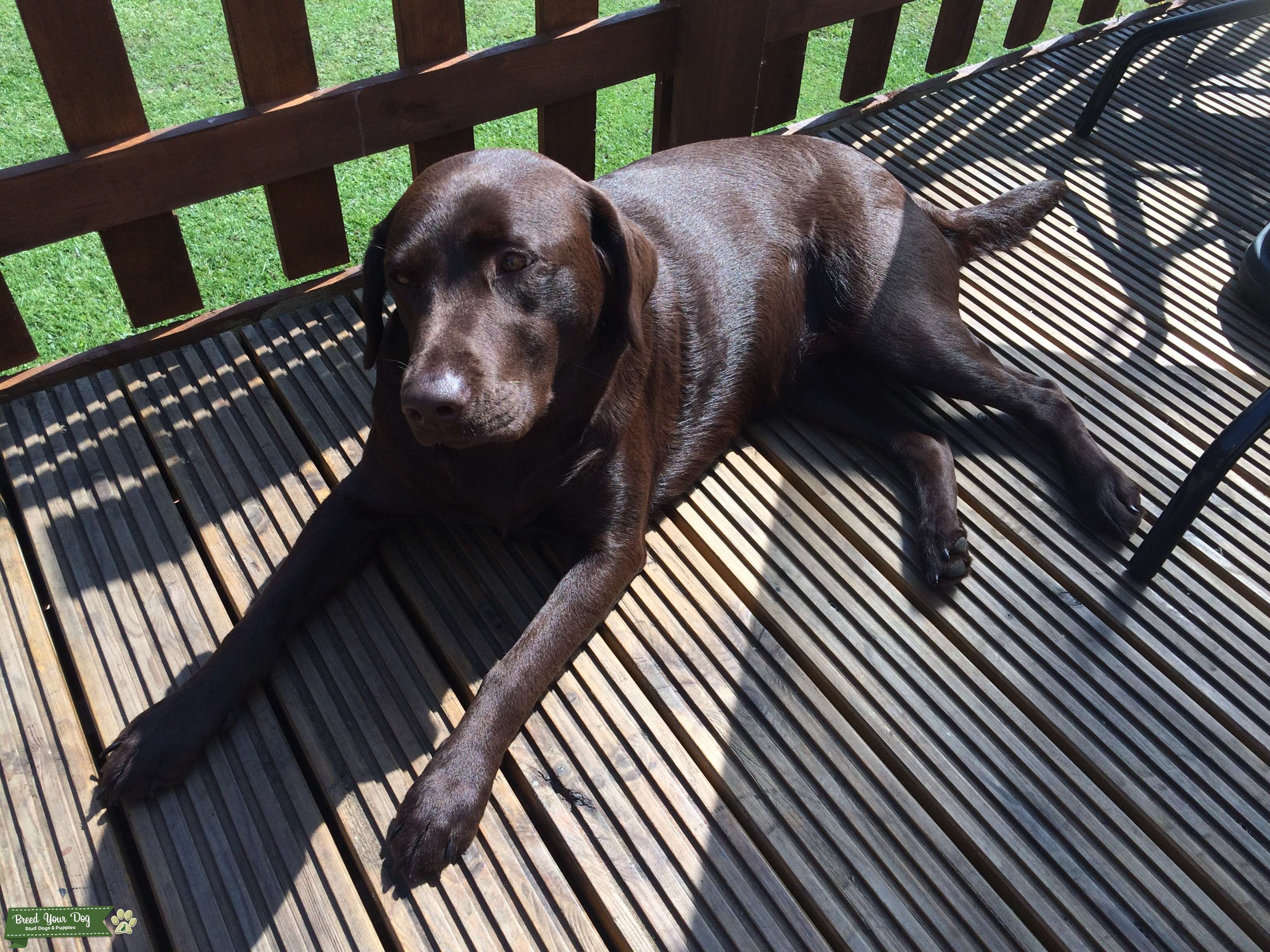 My female chocolate labrador looking for a male labrador Stud Dog in