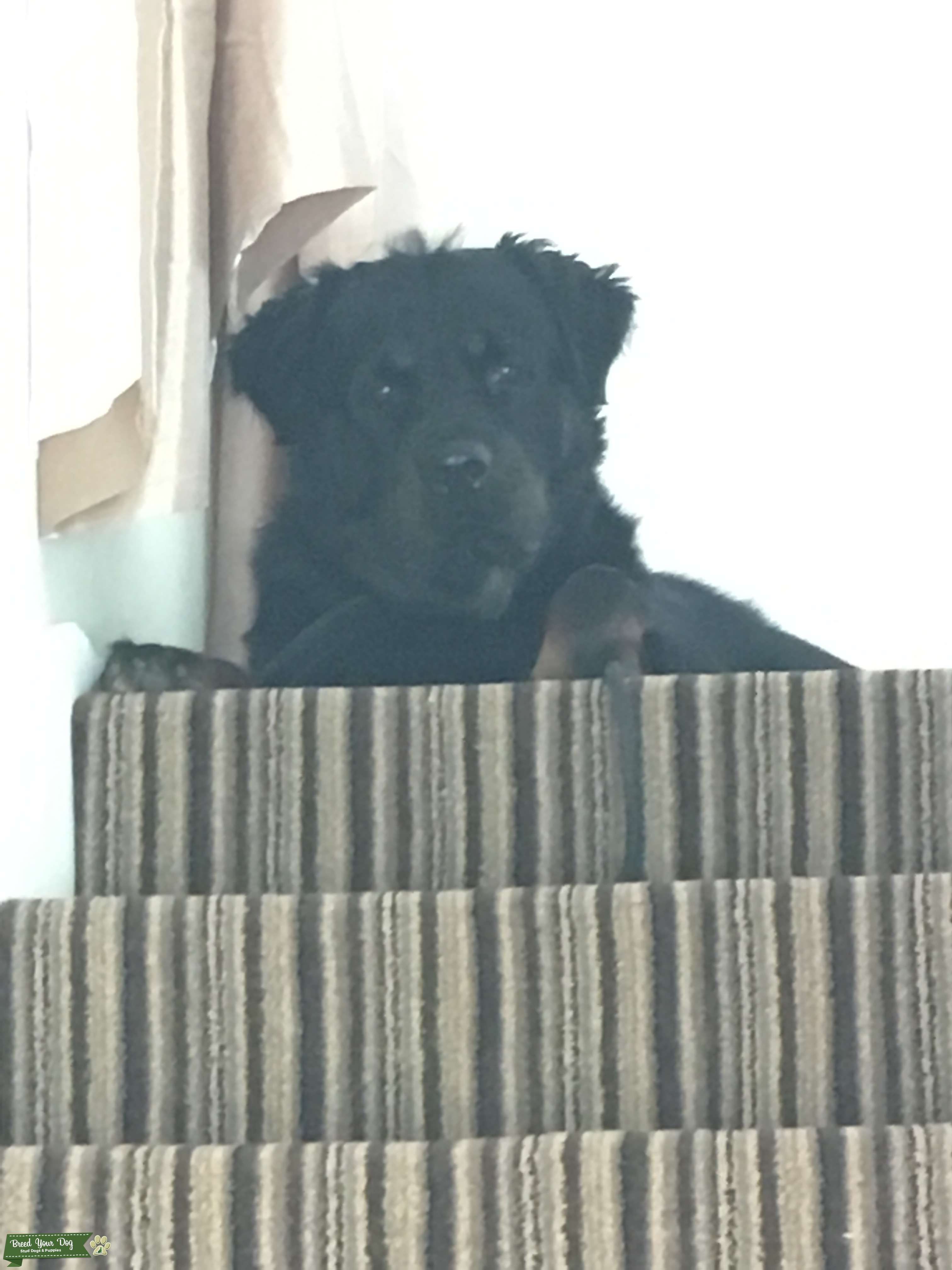 Stud Dog Long Haired Pedigree Rottweiler To Stud Breed Your Dog