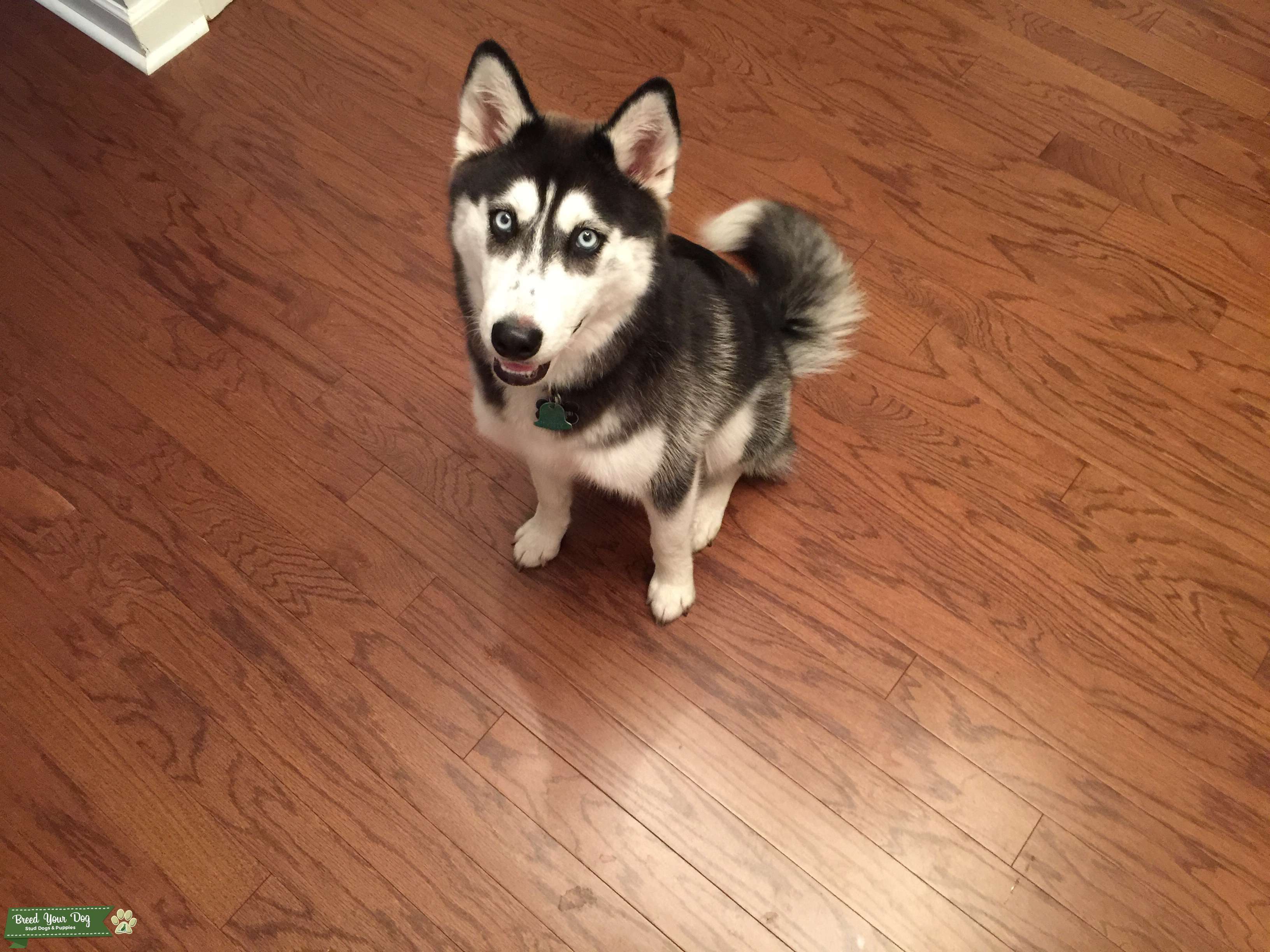 Siberian Husky Stud Dog in Virginia, the United States Breed Your Dog