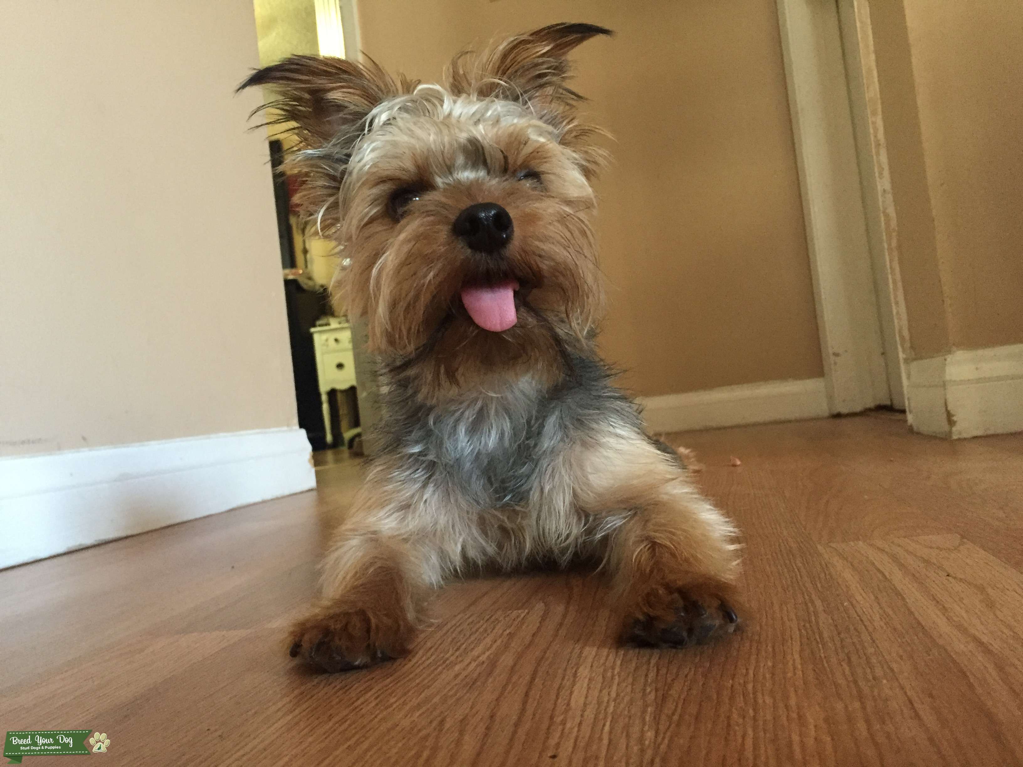 Purebred Yorkshire terrier stud Stud Dog in Southern California , the