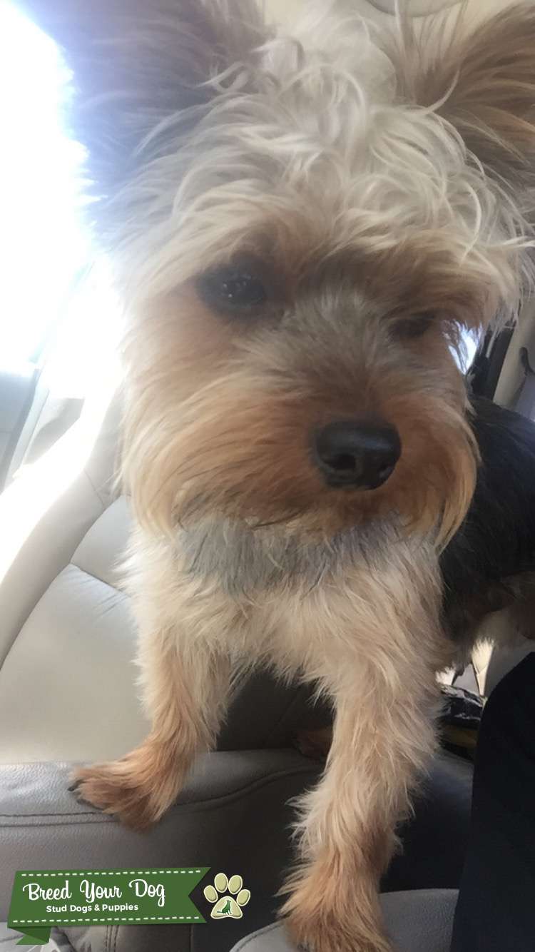 Purebred Yorkshire terrier stud Stud Dog Southern California Breed