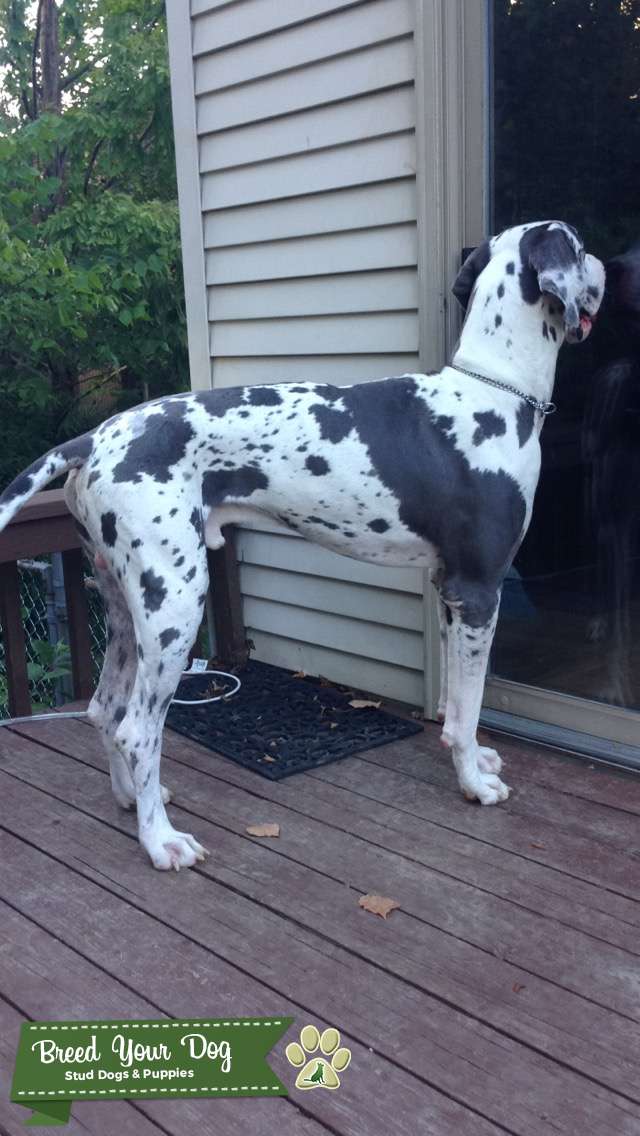 Harlequin Great Danes Stud Dog Ohio Breed Your Dog