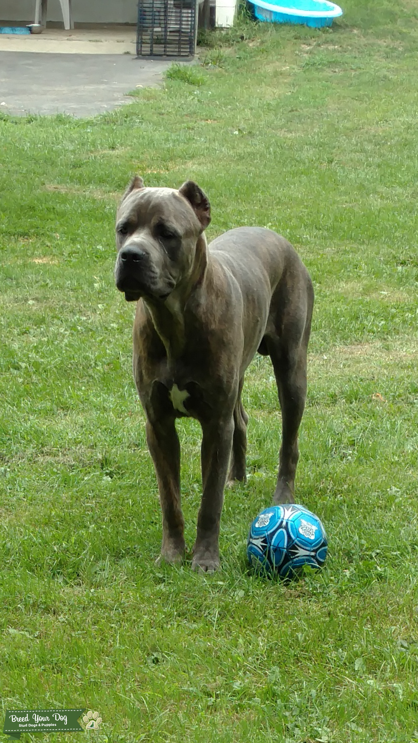 Cane Corso Stud Service Stud Dog in New York, the United States
