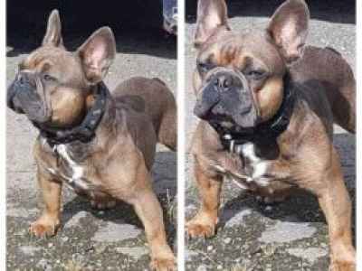 shrinkabulls french bulldogs