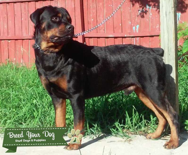 German Rottweiler Proven Stud Stud Dog in Florida, the United States