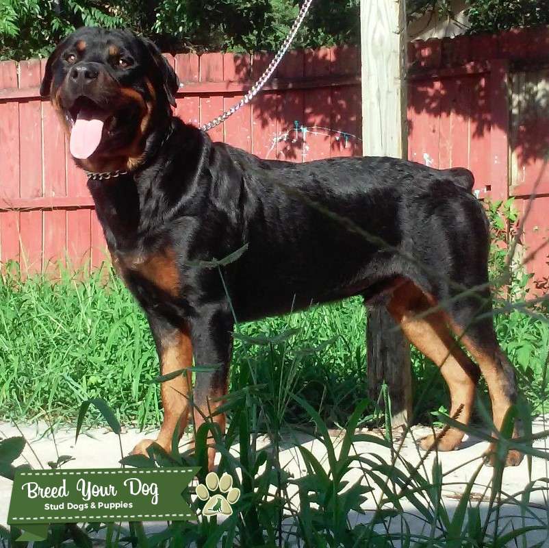 German Rottweiler Proven Stud Stud Dog in Florida, the United States
