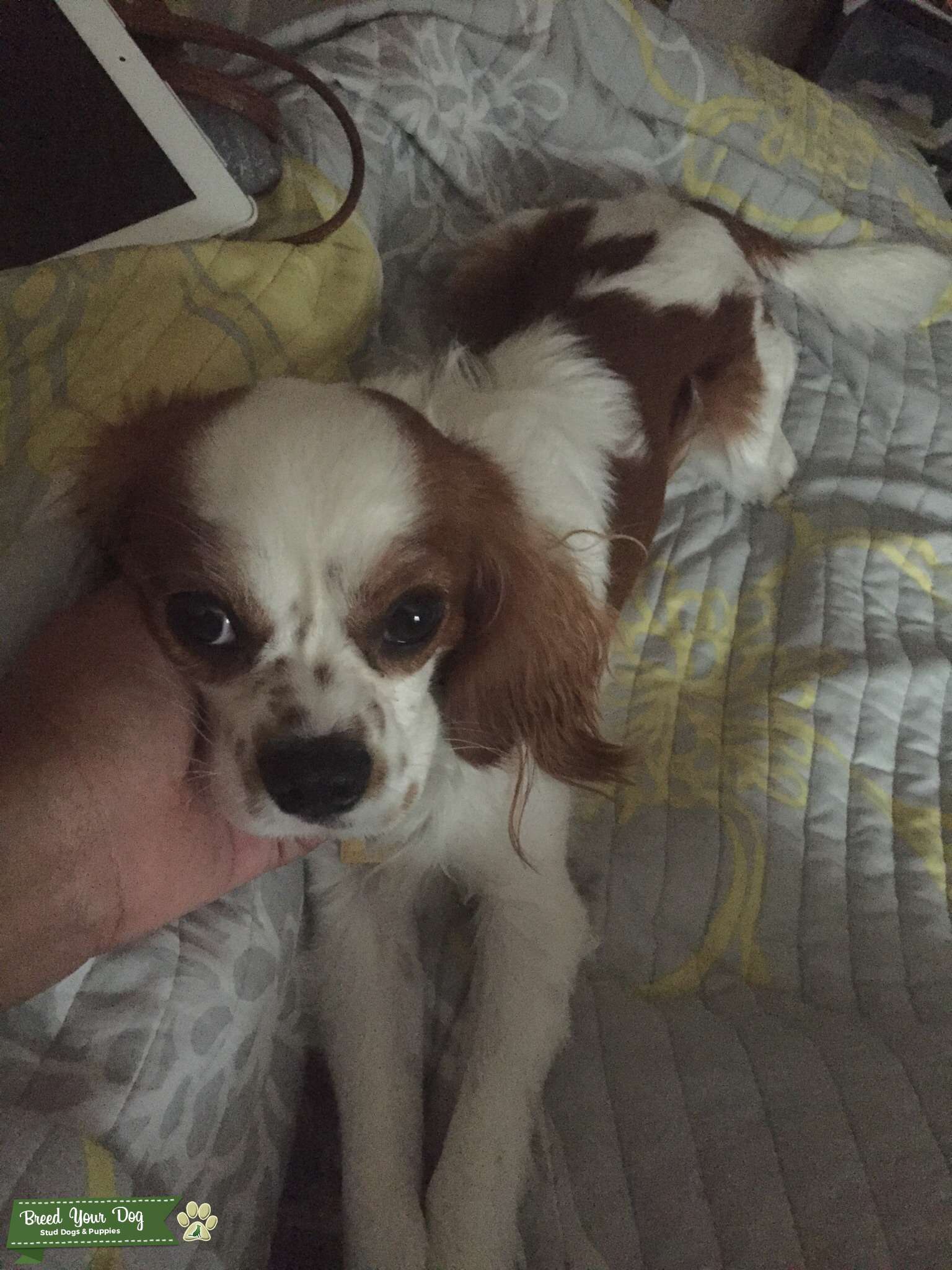 Handsome Cavalier Stud Dog in New Jersey , United States Breed Your Dog